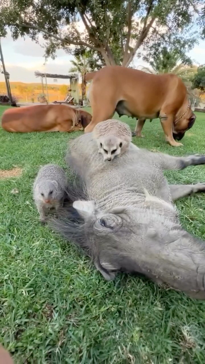Life is good when we’re together 🥰
📍Simmenau Farmstay, Namibia
#namibia #travelnamibia #wildlife #travelblogger #visitnamibia #luxurytravel #travelgram #animals #photography