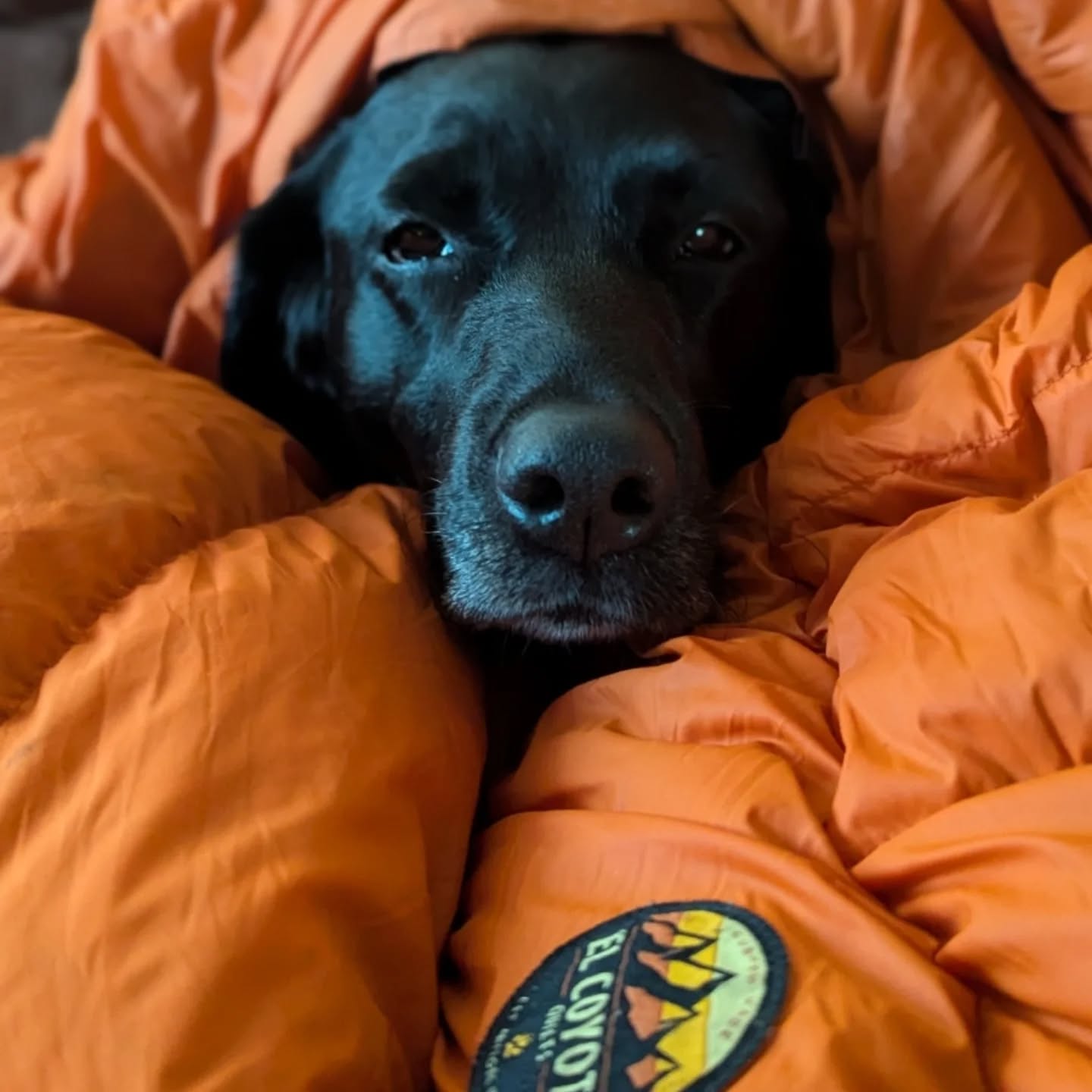 @gretahealy and our friends in Alaska @sagebrushdry sharing a quilt with shop dog and best friend, Carbon.
Always Handmade in USA 🇺🇸