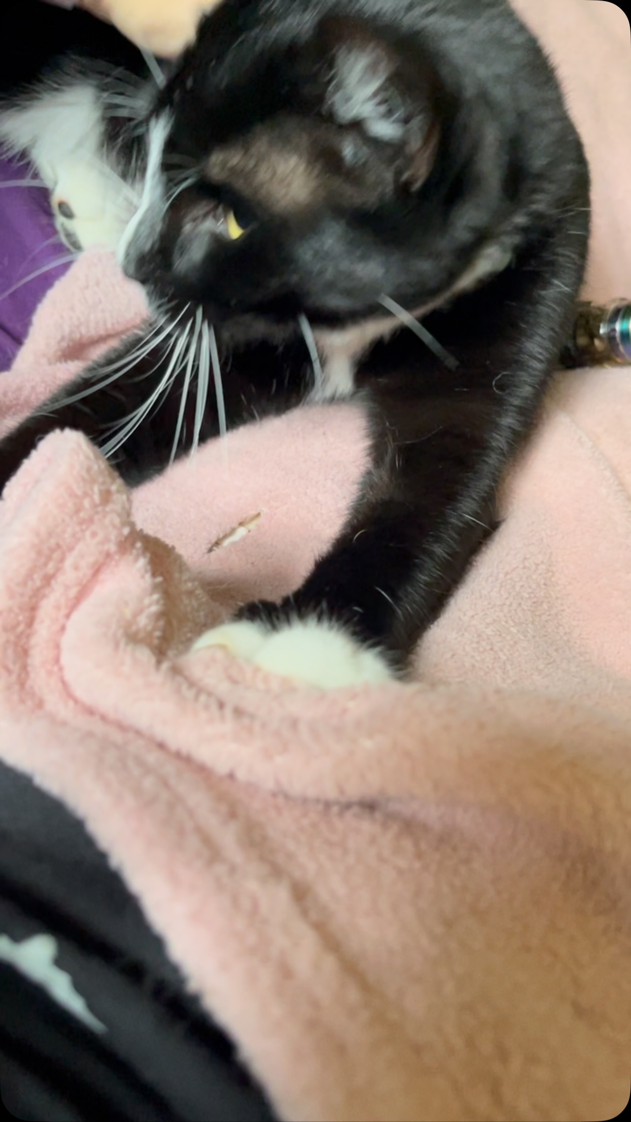 Happyboi
#cats #catsofinstagram #catsoninstagram #catoftheday #catvideo #catsofig #catsofinsta #cute #cat