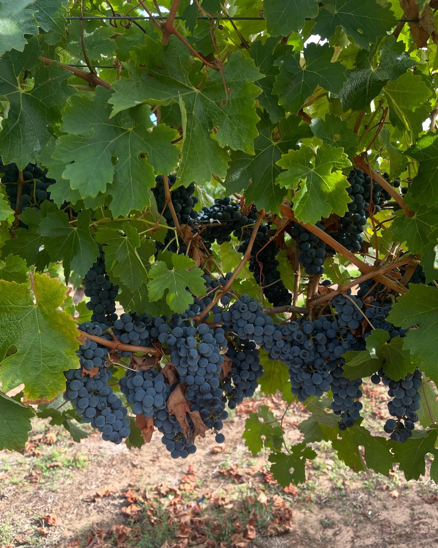 Pick, pick, picking 🍇
Grapes are then trucked over to Denmark WA, to Harewood Estate and in the hands of the wine maker.
Now to wait patiently! It will take roughly 18 months before we can taste the final product.
#mondurupescape #denmarkwawines #stirlingranges #mountbarkerwine #greatsouthernwa #albany #vineyard #grapepicking #smallbusiness #supportlocal #harewoodestate