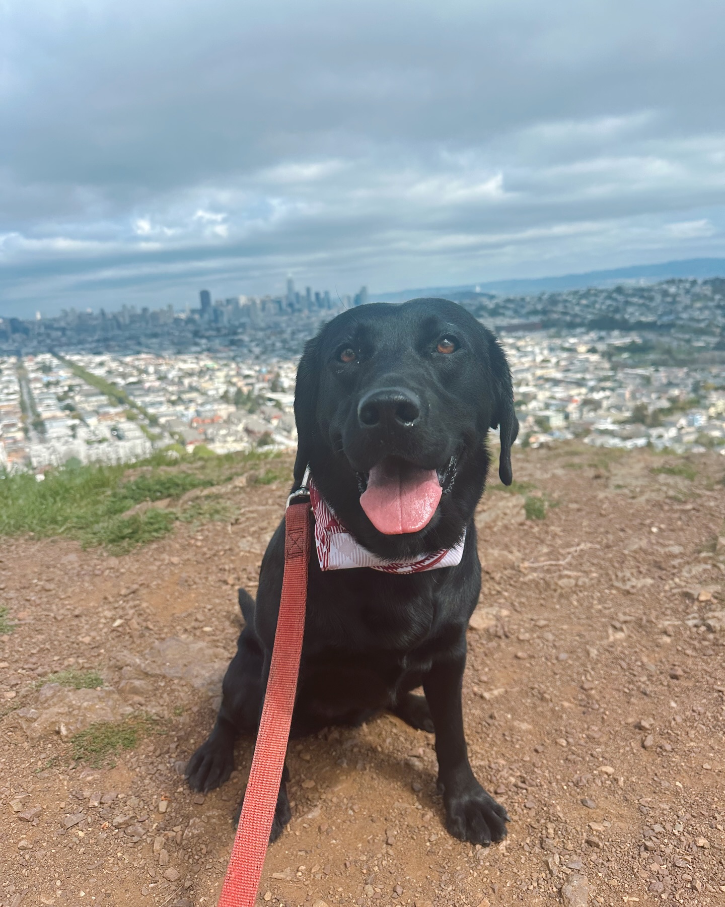 Win 🤎 Pacha offers individualized in-home care for your best four-legged friends #sfdogs #sfdogslife #dogboarding #dogboardandtrain @pachadogcare