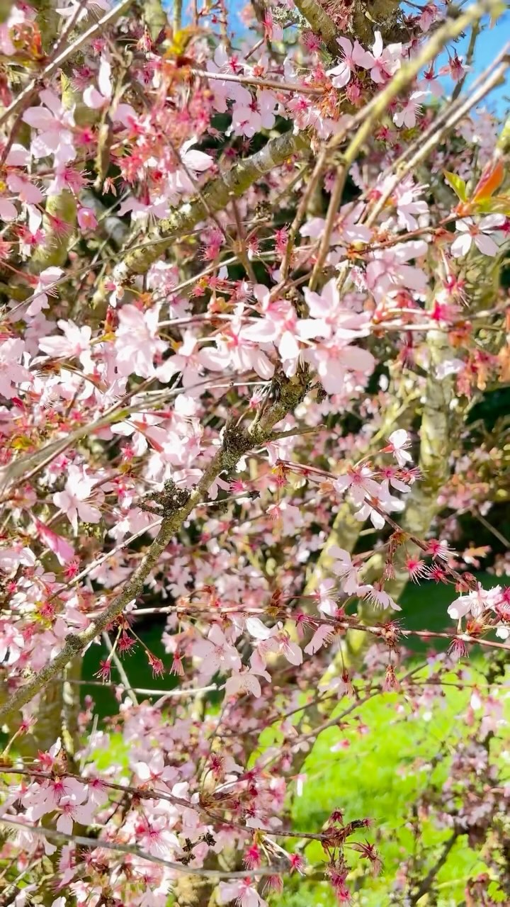 Préparation de la nouvelle saison à la Ferme de Riou☀️
Nous sommes impatients de vous accueillir dans nos gîtes, vous pouvez néanmoins venir dès maintenant en appelant au numéro suivant : 06 88 82 20 59
Profitez de ce beau soleil qui est déjà présent et de nos plages du débarquement en attendant l’été ! ⛱️
À très bientôt