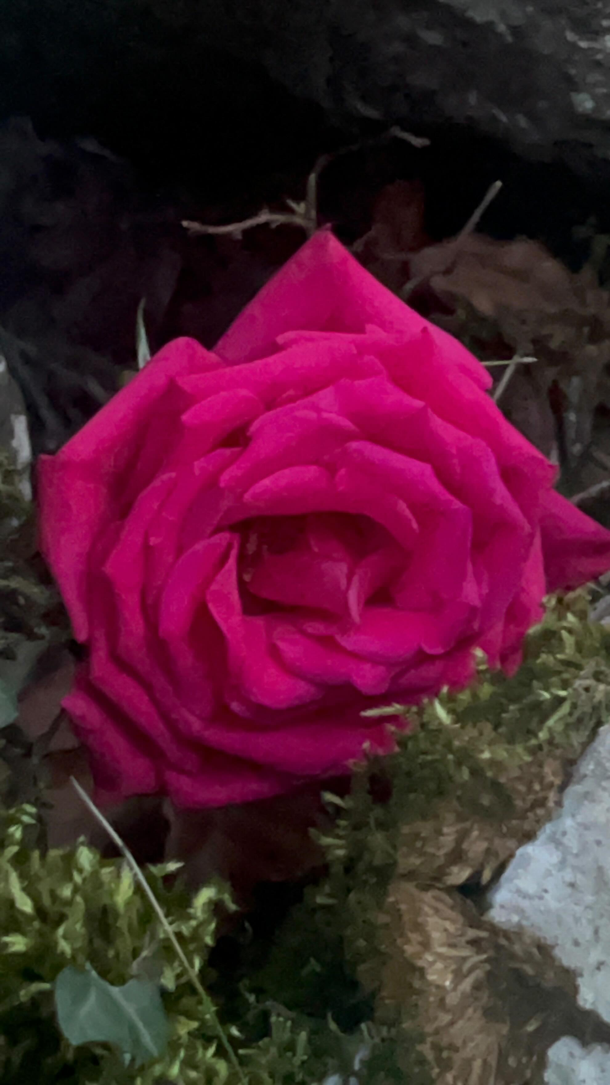 🌹Celebrating all Mothers today and the unconditional love of the Divine Feminine that is manifest through all our mothers and mothering.
🌹Comment MOTHER to receive a free beautiful playlist, specially curated for Mother’s Day featuring so many beautiful artists (including this song of mine “You Have God”) to nurture yourselves, your mothers, the mother and your children with healing mother love. 🌸
@brigantis.band
@louisalovemusic
@aealuz
@annacarlylemusic
@bexi_sings_the_land
@ellechaska
@joiedewintermusic
@katdrake
@mariasirenuk
@sunnydavidsonmusic
@susieromusic
@solskinmusic
@tallulahrendall
@maebirdsings
@lena.breath.song.yoga
@serenrosemusic
@white_stag_shamanism
@naliniblossom_music
@bethanymillgate
@nataliefee_
@aylaschafer
@hieros_gamos_music
@olivia.fern.music
@aimeeleafrances
@asha_mccarthy
@alixthorpe
@mayalovemusic
@bonniemedicine
@moshemedicine
@tristanstarlingmusic
@ruthblakemusic
@devgerardmusic
#mothersday #healingmusic #divinefeminine #divinemother #motherhood #mothering #medicinemusic #youhavegod #musicismedicine #mothersdayplaylist #motherlove