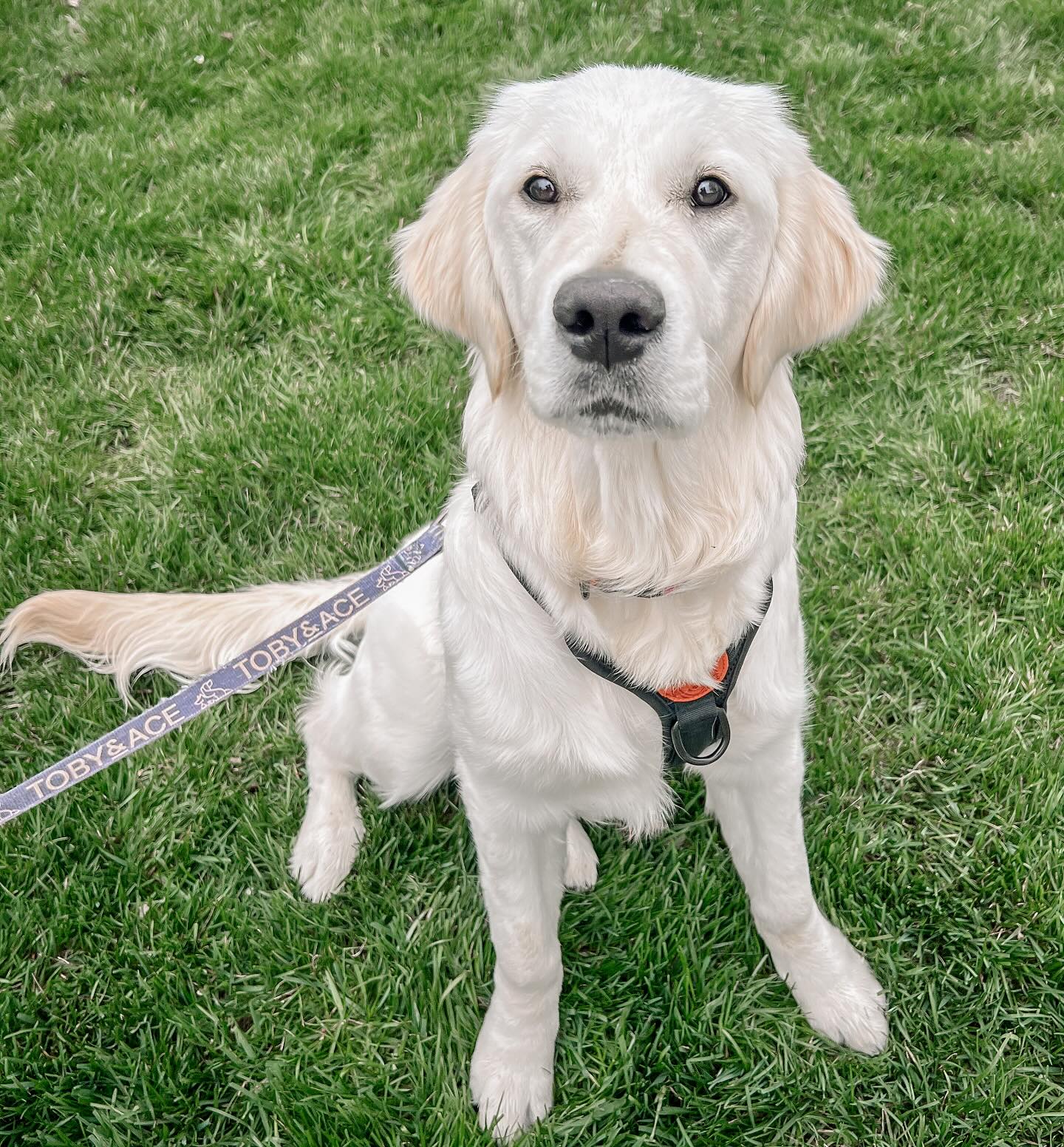 Patience is key when it comes to training. Dogs need patience with their Guardians as they learn new techniques and skills. Likewise, Guardians must have patience with their pups, who may need a few extra moments to process a cue after it’s been given. It’s a partnership built on understanding and time. In today’s session, we saw this in action as this lovely girl and her sweet Guardian worked together so beautifully.