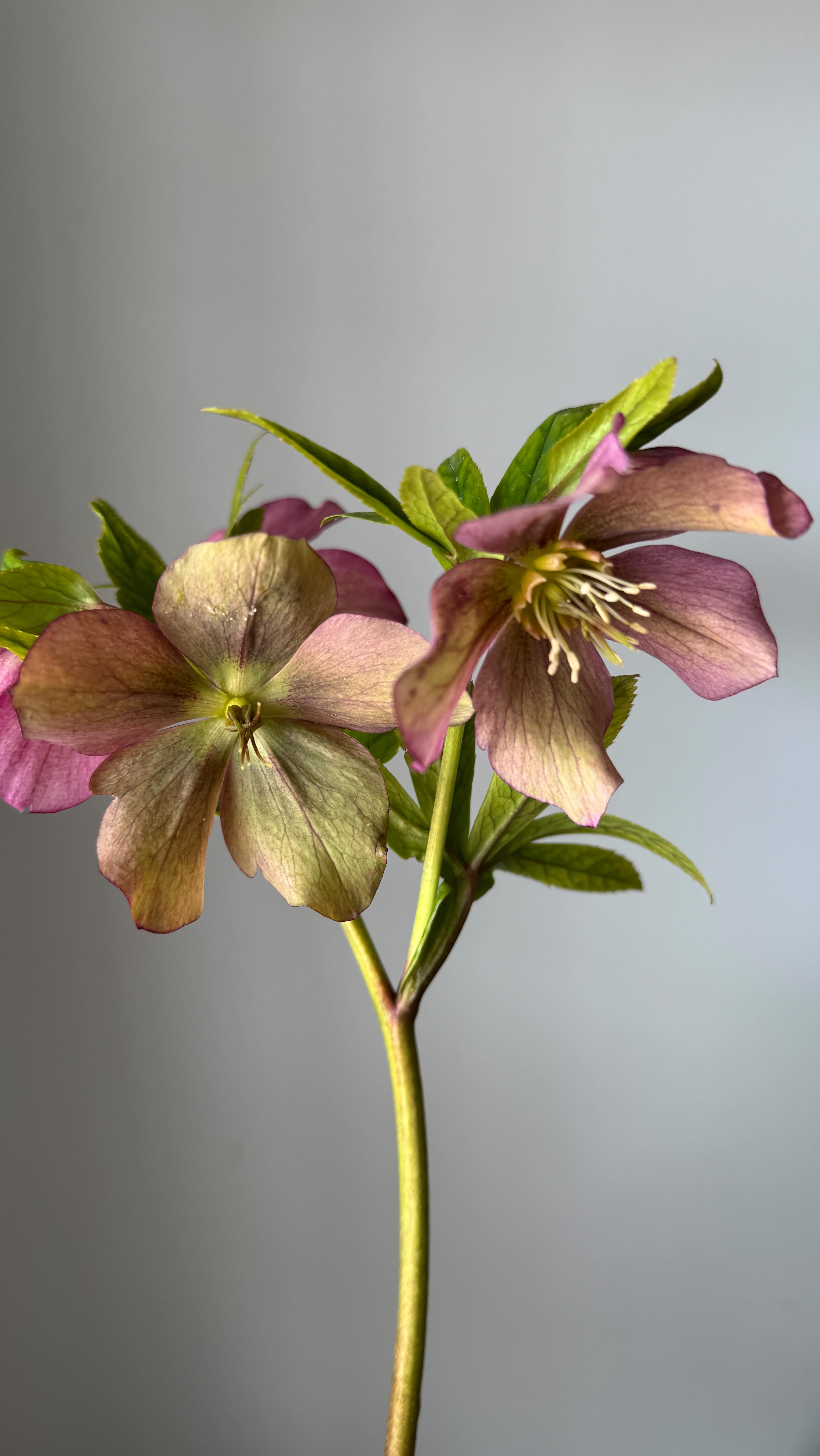 The hellebore have arrived.