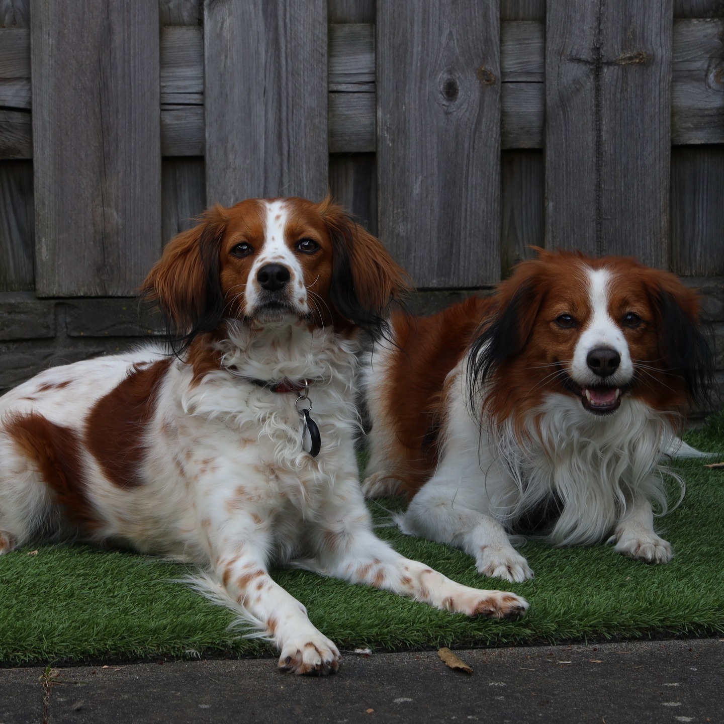 ✨ Freya is gedekt! ✨
Op 21 maart was het zover: Freya en Zazu hadden een prachtige dekking! 💛🐶 De aantrekkingskracht tussen hen was direct voelbaar, en na afloop speelden ze nog vrolijk samen.
Nu begint het grote wachten… Over ongeveer 30 dagen hebben we de echo en weten we of Freya drachtig is! 🤞🏼🐾
Wil je op de hoogte blijven van deze spannende tijd? Lees de nieuwste blog via de link in bio!
📩 Interesse in een pup? Neem contact met ons op via het contactformulier op de website.
#Kooikerhondje #HetGooisForest #Kooiker #kooikersofinstagram #kooikerpuppy #PuppyOpKomst