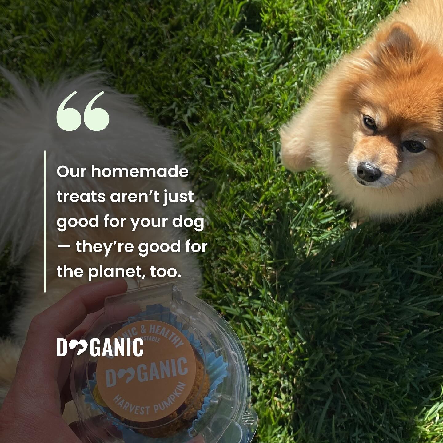 Our homemade treats arenโt just good for your dog โ theyโre good for the planet, too. โค๏ธ๐ถ
#doganic