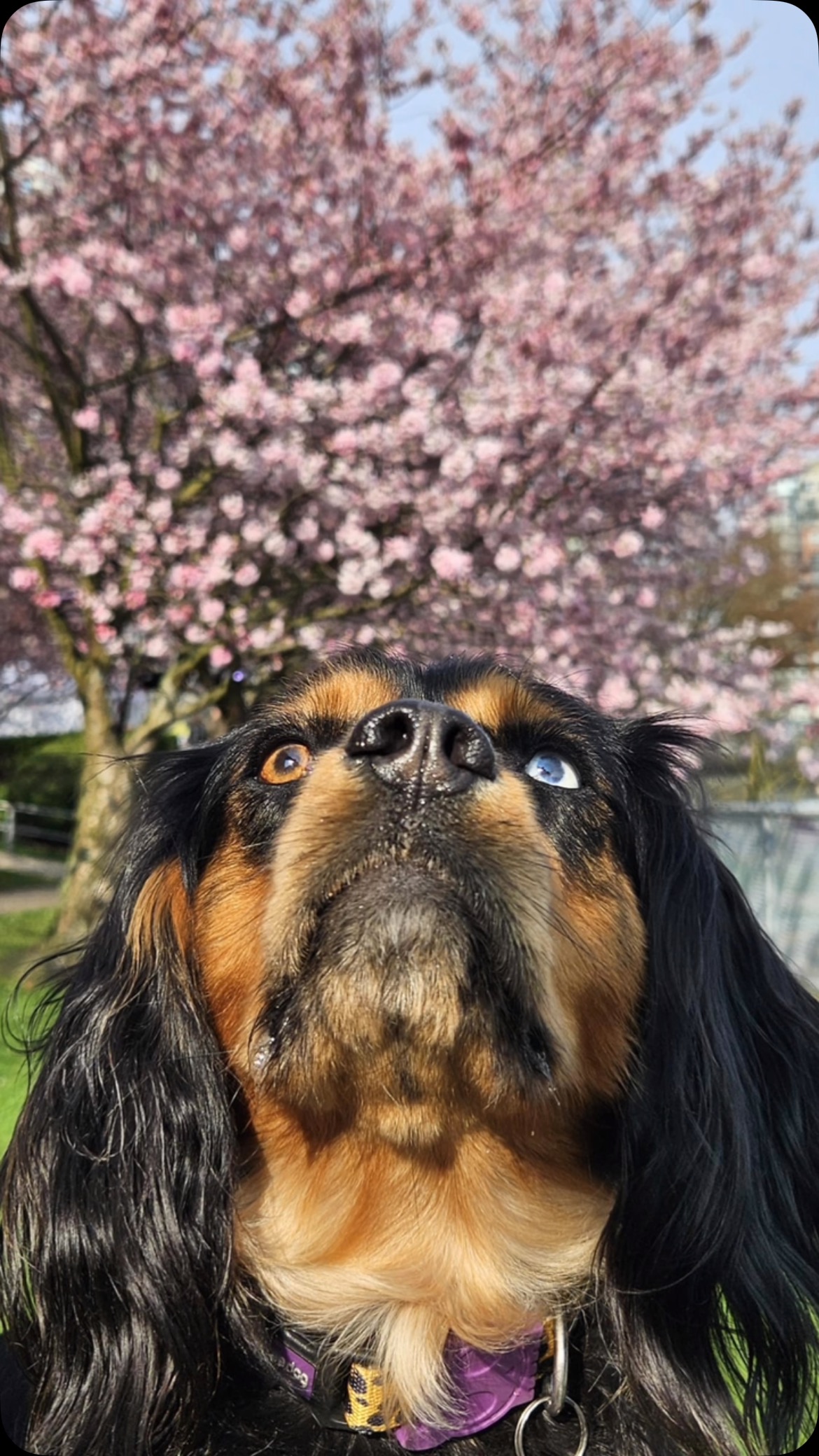 How I look when I see cherry blossoms for the first time this year. #pinkcherryclub