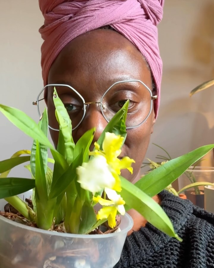 Blooming Season
Oncidium Hawaiian Sunset ‘Oro Verde’ back in bloom.
The flower emits a delicate citrusy fragrance reminiscent of lemon 🍋