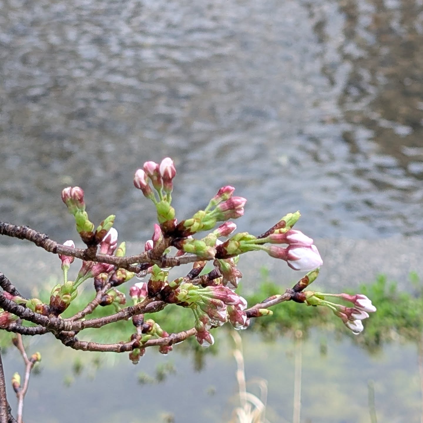 #花めぐりセール初日 気温4℃ 小雨 #いたち川さくら
カモ (カワアイサ)一羽
