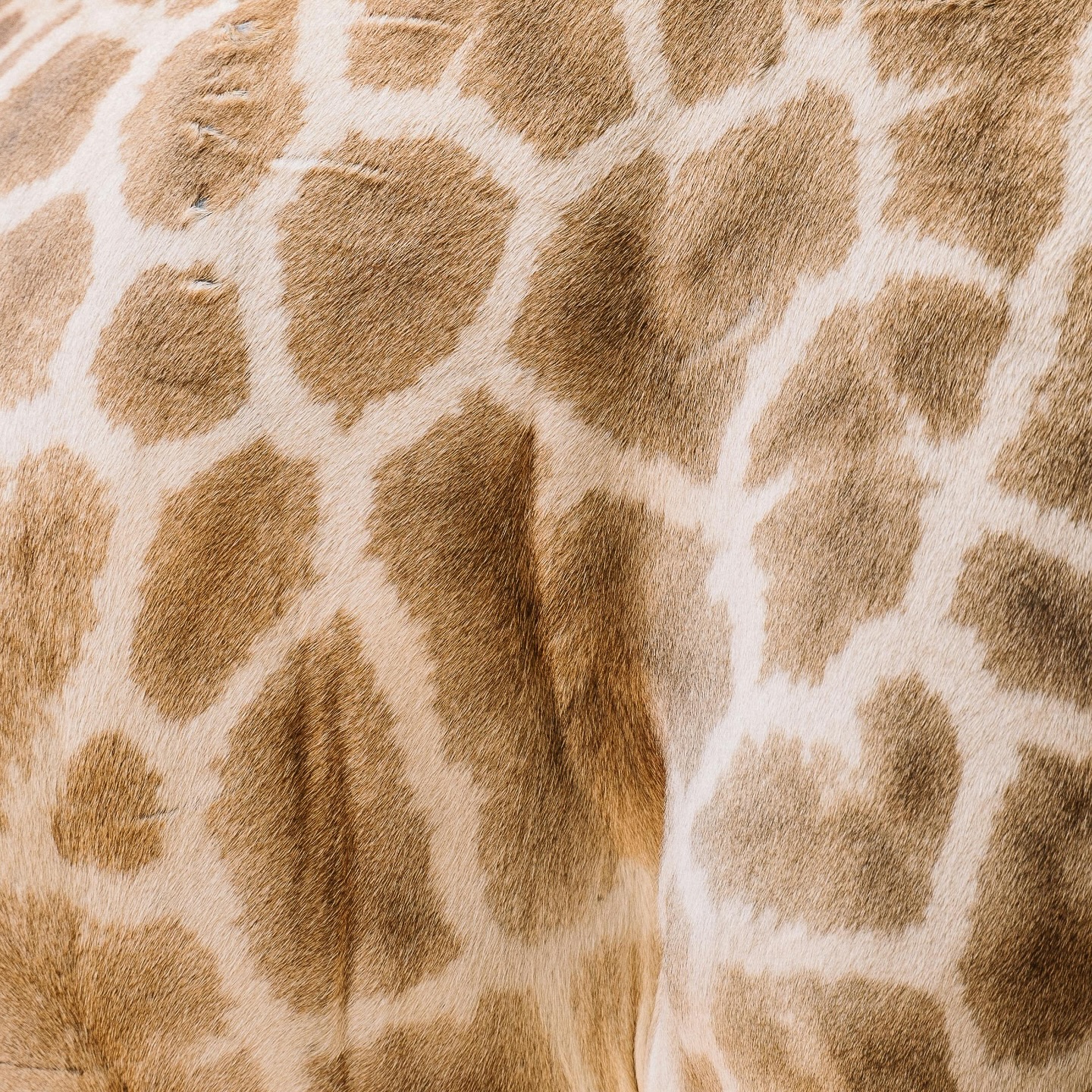 Chaque tâche sur la peau d’une girafe est unique. Aucune ne ressemble à une autre. Elles ne sont ni symétriques, ni prévisibles et pourtant, ensemble, elles composent une harmonie naturelle. Comme toi. Comme ta manière de respirer, de ressentir ou de bouger dans le monde.
La girafe avance avec lenteur, avec hauteur, avec conscience. Elle prend le temps et voit plus loin.
Et si toi aussi tu t’autorisais à être exactement qui tu es, dans ta forme irrégulière et ta présence singulière?
Si tu respirais plus grand, plus large et plus haut? Pour mieux voir, mieux ressentir.
Il n’y a pas de bonne façon de marcher, de bouger ou de respirer. Il n’y a que la tienne et elle mérite d’exister pleinement.