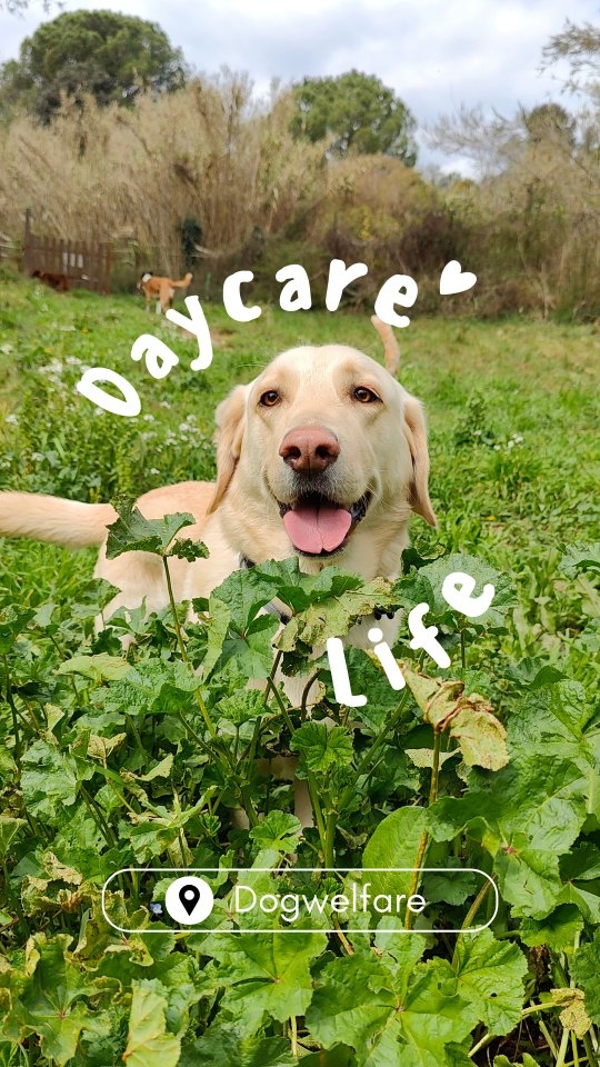 Could be a dream, but it's not 🥹
Registrar el dia a dia para @dogwelfare se ve asi 💚