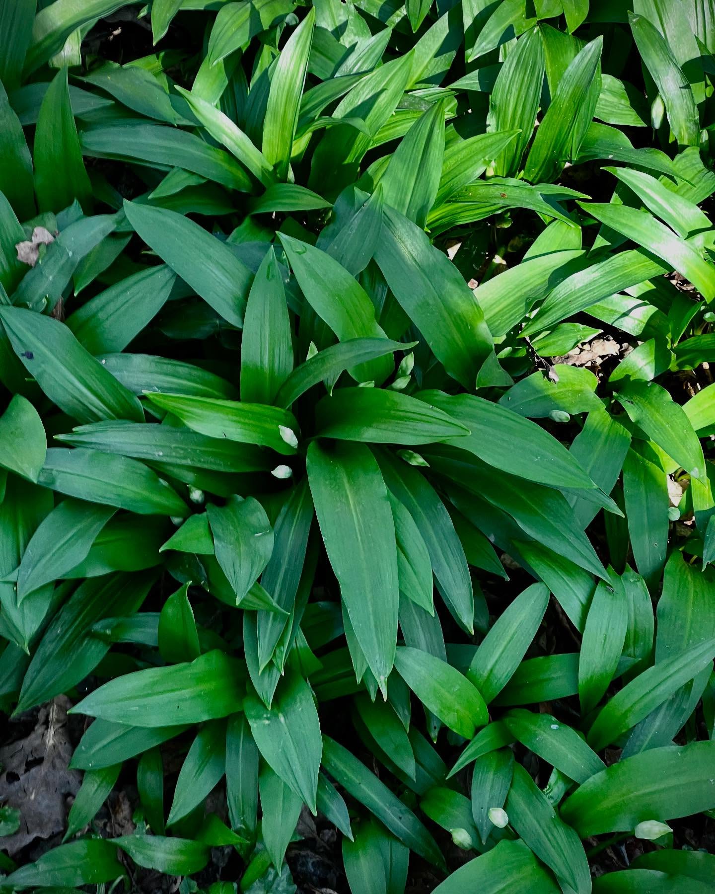 Nothing excites me quite so much as finding a new patch of wild garlic! Question is : how to pick it while carrying a baby in a baby carrier ….?!