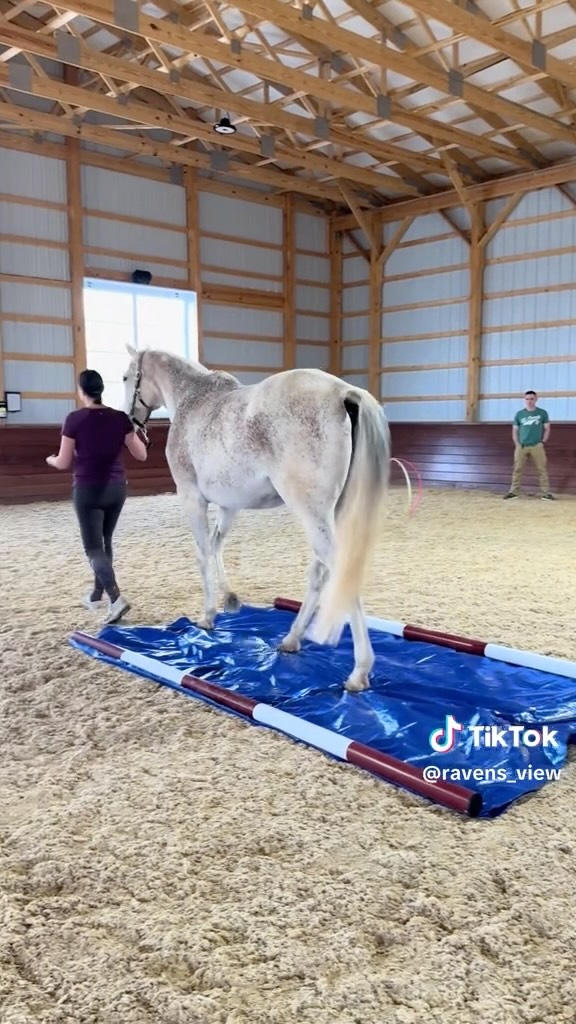 Loving this jump setup—endless possibilities for training! If you haven’t checked out Ravens View Riding Club yet, you’re missing out! @ravens_view_rc