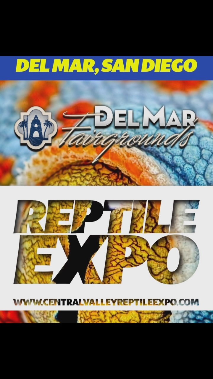 Here’s a quick preview of the awesome stuff #marvelmorphs Will have at the #delmarreptileexpo. Stop by and say hi. See our new #bioactive setups with our new #terrariumtiles, equipped with customizable terrarium fixtures - like furniture for your geckos.
#centralvalleyreptileexpo #reptileshow #crestedgecko #leachianusgeckos #chahouagecko #gargoyles