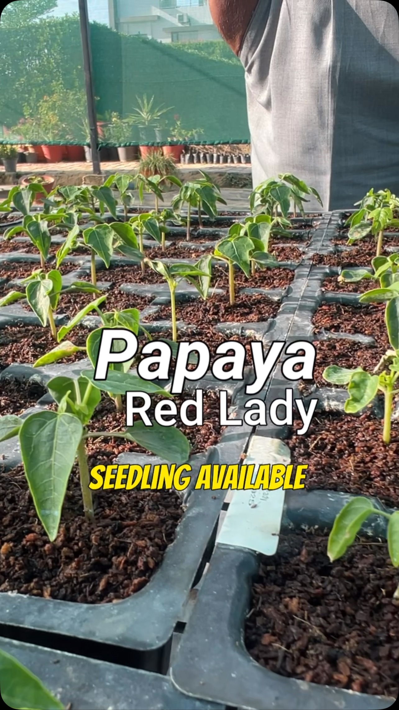 🌱 Papaya Red Lady Seedlings Available! 🍈✨
Exciting news for all gardening enthusiasts! Our Papaya Red Lady seedlings are now ready for you to take home. These high-yielding, delicious papayas will be a great addition to your garden!
📍 Limited stock available – Grab yours on a first-come, first-serve basis!
📅 Don’t miss out—once they’re gone, they’re gone!
Visit us soon and get your hands on these healthy seedlings. 🌿💚 #PapayaRedLady #GrowYourOwn #FreshFromTheGarden #BiocarveSeeds