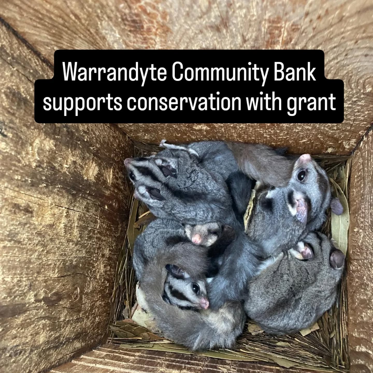 We're extremely pleased to receive a grant from Warrandyte Community Bank to help protect our wildlife. Check out this story on our website News page. Link in bio.