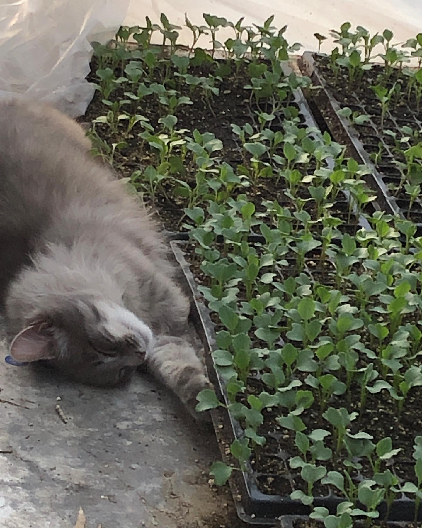 We have the best farm cats!