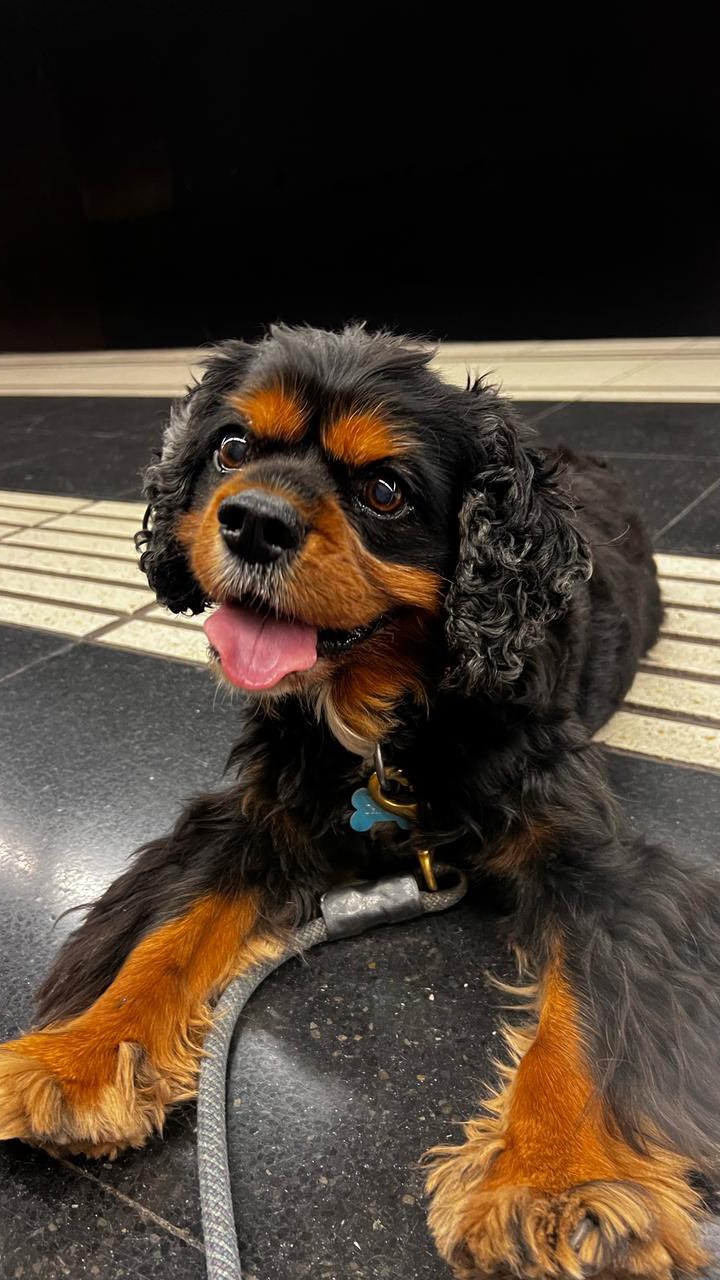 ✨ Nuestro increíble cuidador @julianmolinabmx nos ha compartido este hermoso video-resumen de su tiempo con Cricked & Hera mientras sus dueños disfrutan de sus vacaciones. 🐶💖
Nada como saber que tus peluditos están en las mejores manos. ¡Pregunta por nuestros servicios! 😍🐶
¿Les gustaría ver más videos así? Cuéntennos en los comentarios. 👇💬
#dogcarebarcelona #dogsittersinbarcelona #dogslovers #cuidadodemascotas #petsittinglife🐾 #alojamientocanino #petsittingservices #guarderiacanina #dogcare #dogsitting