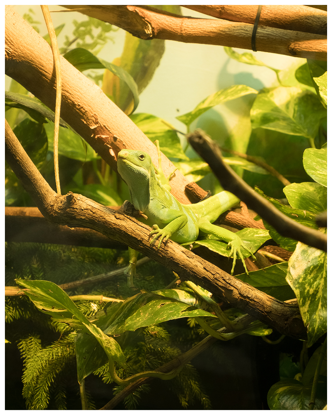 Just sitting there. Not moving. Living the life
#Fujifilmxt30ii #Fujifilm #FilmPhotographer #TorontoFilmPhotographers #TorontoFilmPhotography #PhotoOfTheDay #PhotographyDaily #fujifeed #myfujifilm #TorontoZoo