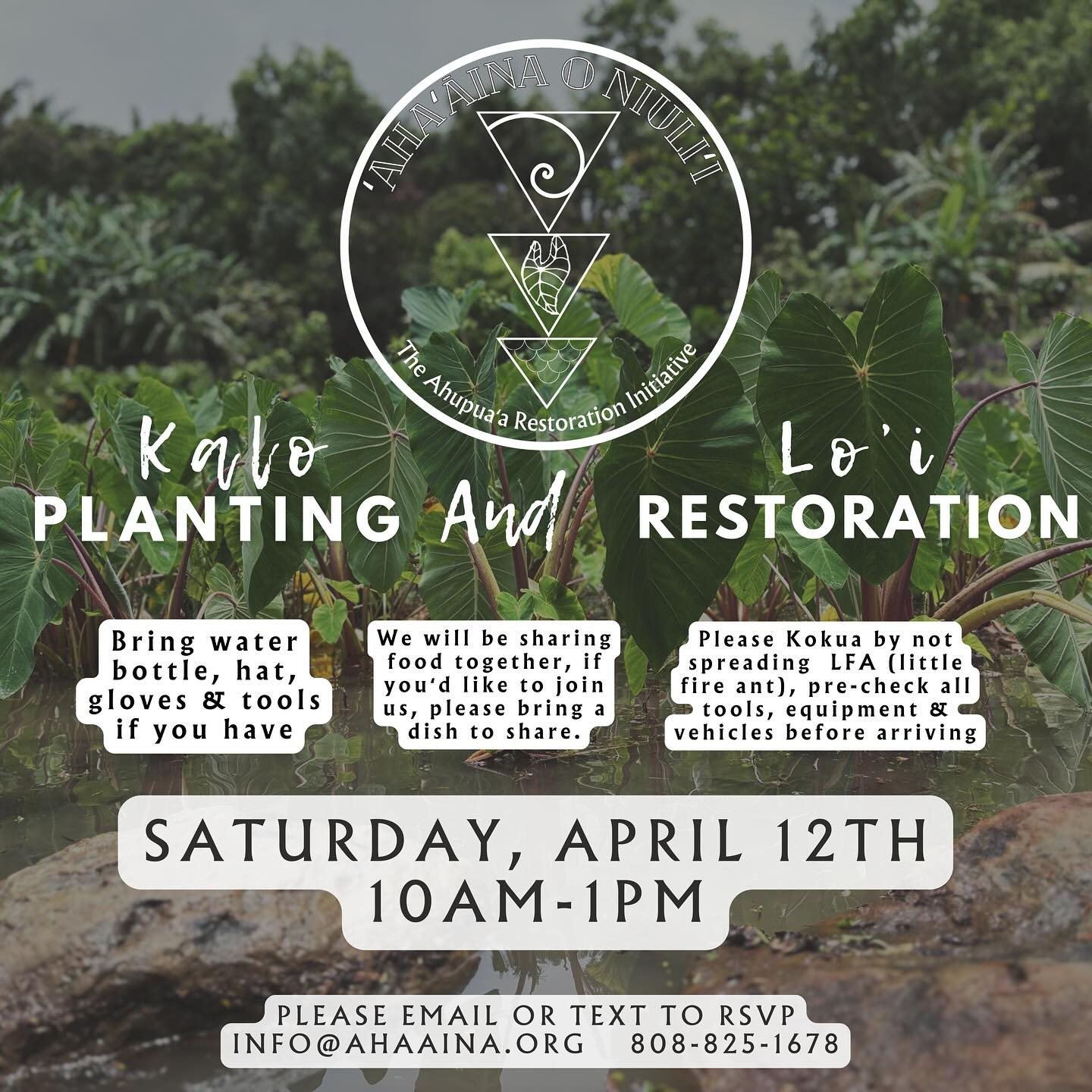 Aloha e na hoaaloha ʻāina,
This past lono season had us full with welcoming our newest member to our ‘ohana and now were back at it. We invite you and your ‘ohana back to this sacred space, to sink your feet into the mud, to reconnect with ʻĀina and Hāloa 🌱🤍✨
Join us Saturday, April 12th at 10am for a full moon planting and lo’i restoration gathering.
No experience needed. DM if interested or
Click the link 🔗 in our bio 🌱