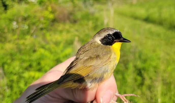 As spring unfolds, our field center becomes a popular spot for migratory birds. Warblers and American Redstarts have been popping up, for example, among other species that will come as the weeks go by. The bird populations shift each week, so there are many opportunities to observe different species as they pass through. Plan your visit to our field center to experience the dynamic migration firsthand, and check out UC’s Ornithology Club for meetings and local birding! 🦜