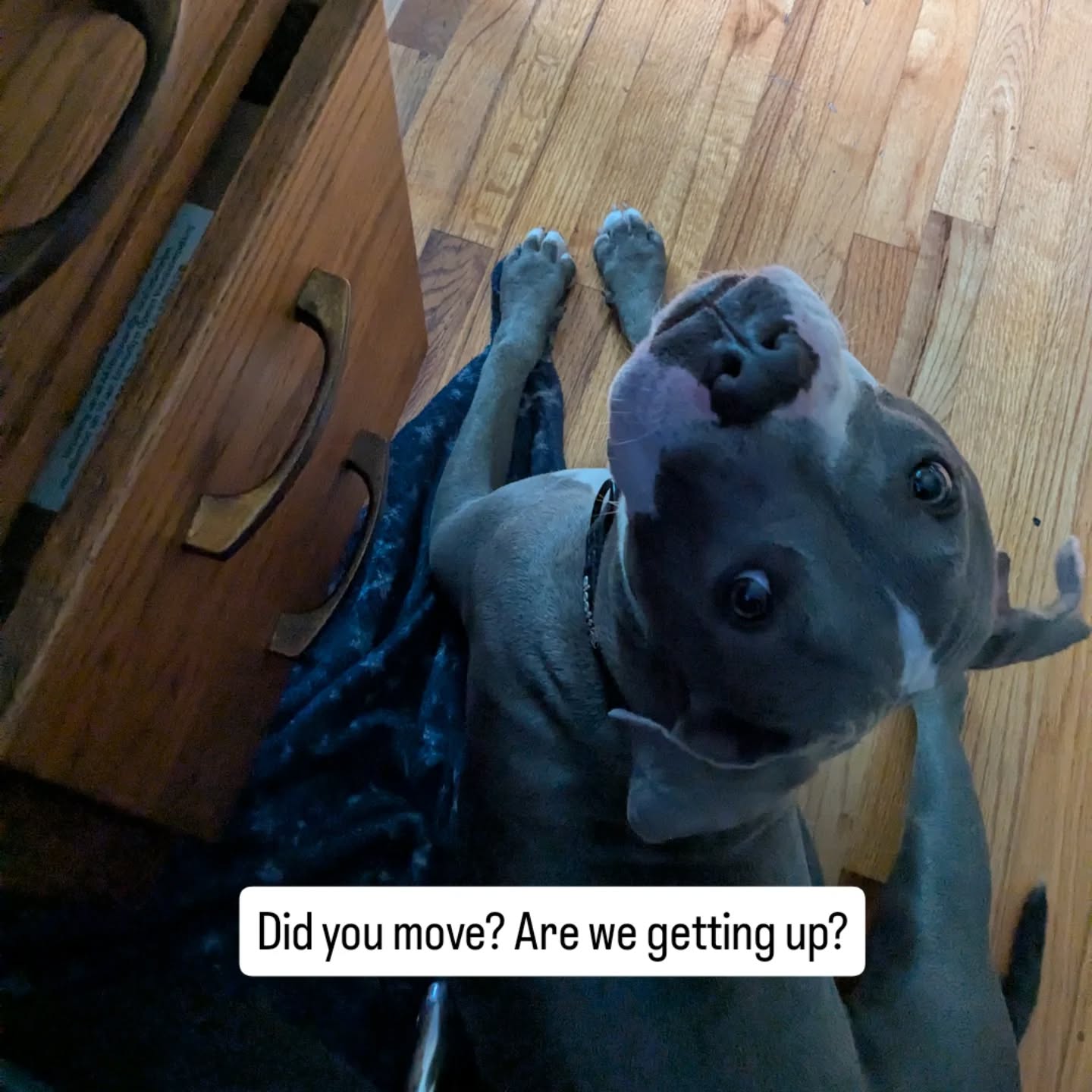 Everyone needs a loyal desk dog. 🐾❤️
He sleeps by my desk while I'm working (usually ON my comfy lap blanket that now smells like dog, but oh well), but the moment I even shift in my chair, he jumps to alert because if I'm going ANYwhere (even to the bathroom 😅), he's coming too.
If it's a false alarm, he goes right back to sleep.
Is it loyalty? Boredom? Some protective instinct? Or the fact that half the time I get up, it results in him getting some kind of treat?
All of the above, probably, and also just because this is what dogs do.
They keep an eye on their people. ❤️