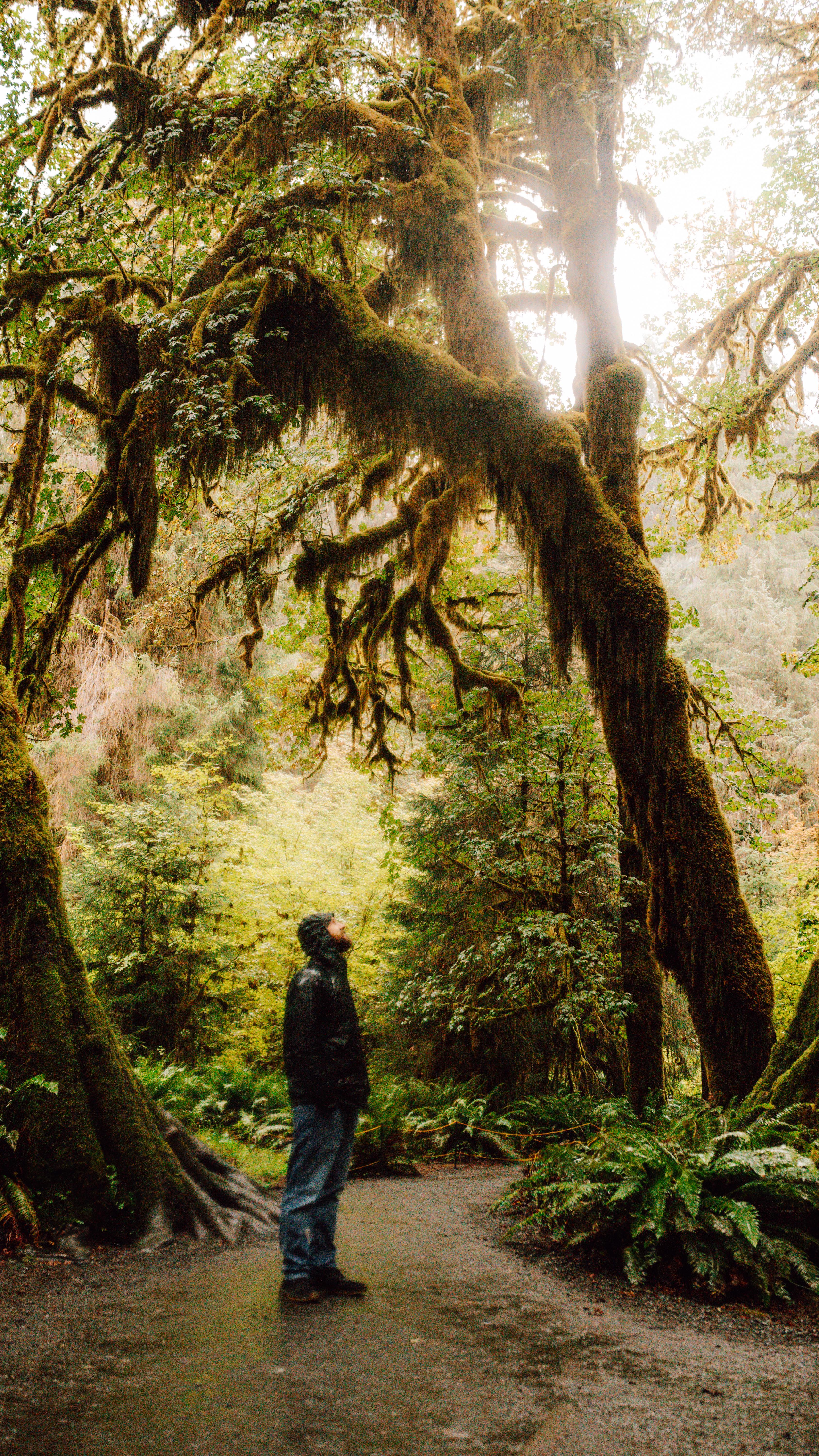 Hiking Tipp für den Hoh Rainforest im Olympic National Park. 🌲
Wandert die ersten 8 km des Hoh River Trail. (Hin und zurück 16km. Insgesamt hat der Trail eine Länge von 66 km und man muss mehrere Tage einplanen. Aber es lohnt sich auch nur die ersten paar Kilometer zu laufen, man gelangt tief in den Regenwald abseits der Touristen Massen auf den Bekannteren Trails wie Hall of Mosses. Dieser Trail ist weniger bekannt und viele schrecken auf Grund der Länge zurück, aber es lohnt sich. Wir empfanden den Trail sogar als schöner als die bekannten Trails.
🏁Startpunkt ist das Visitor Center im Hoh Rainforest. Wendepunkt ist 5mile Island, dort könnt ihr am Wilden Flussbett auch perfekt eine Pause machen.
Im Grunde kann man auch kürzer oder länger laufen, aber wir fanden die 16km hin und zurück perfekt.
Speichert euch das Reel gerne für euren nächsten Trip in den PNW ab. 🌲🧡
Wo habt ihr erlebt das die weniger bekannten trails oder Orte schöner waren, als die bekannten und gehypten?
#usaroadtrip #pnw #olympicnationalpark #rainforests #washingtonthebeautiful #hikingtips #wandertipp
