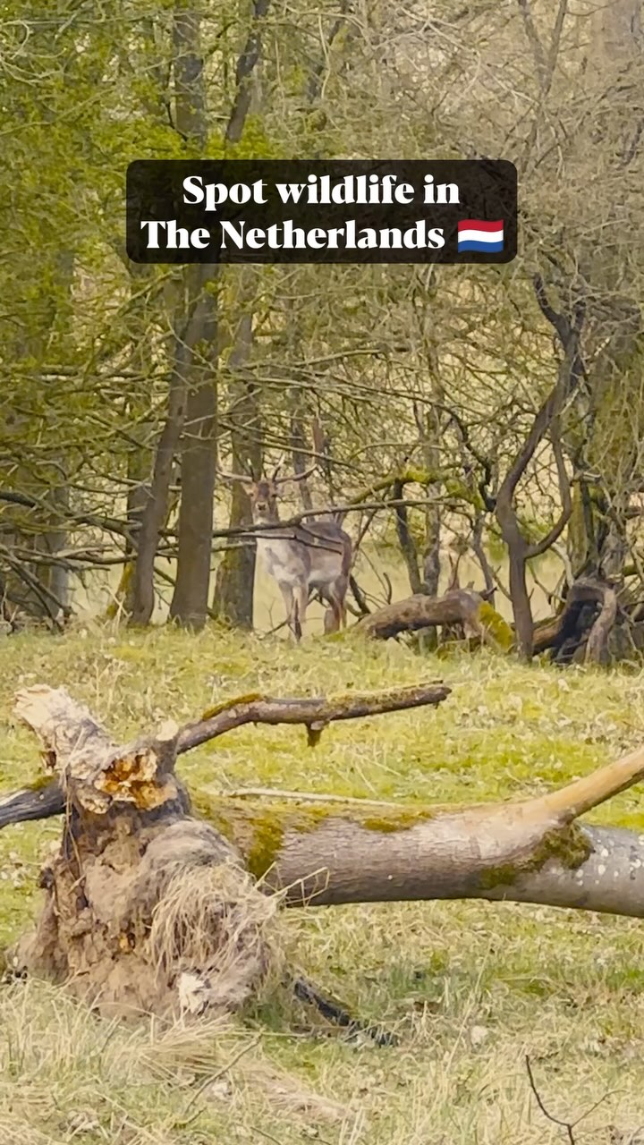 Is this the BEST walking route to spot wildlife in the Netherlands 🇳🇱? #travel #adventure #nature #netherlands #explore #walking #wandelen #wandeling #hike #zandvoort #wildlife #wildlifephotography