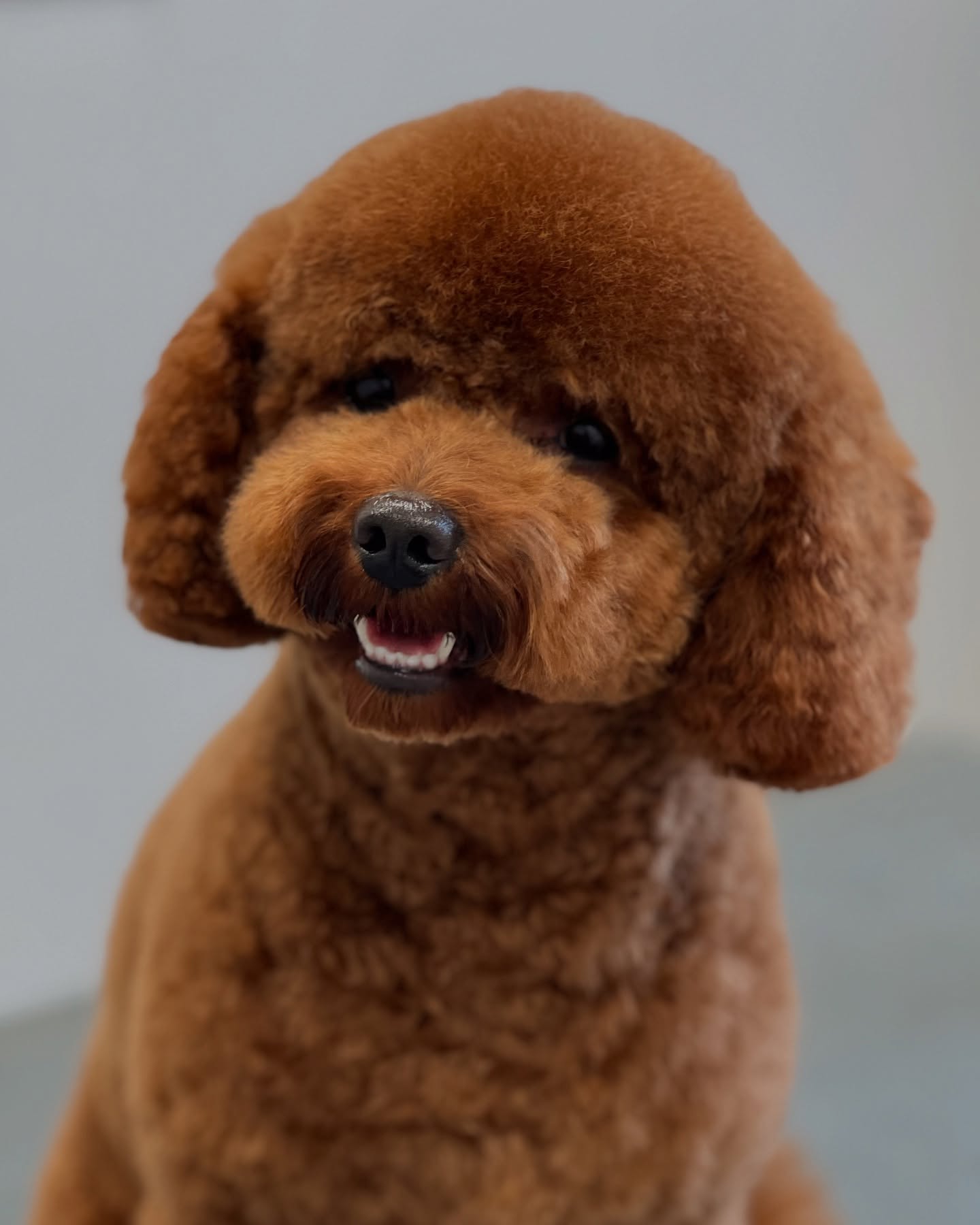 Snoopy 🧡
#jelenashundesalon #münchen #feldmoching #hundesalon #hundesalonfeldmoching #bayern #bayernmunich #germany #deutschland #hund #hunde #hundeliebe #hundefotografie #hundepflegen #hundeportrait #dog #dogsofinstagram #dogs #dogoftheday #doglife #pet #petlovers #groomer #grooming #poodle #poodles #zwergpudel #pudel #pudelliebe