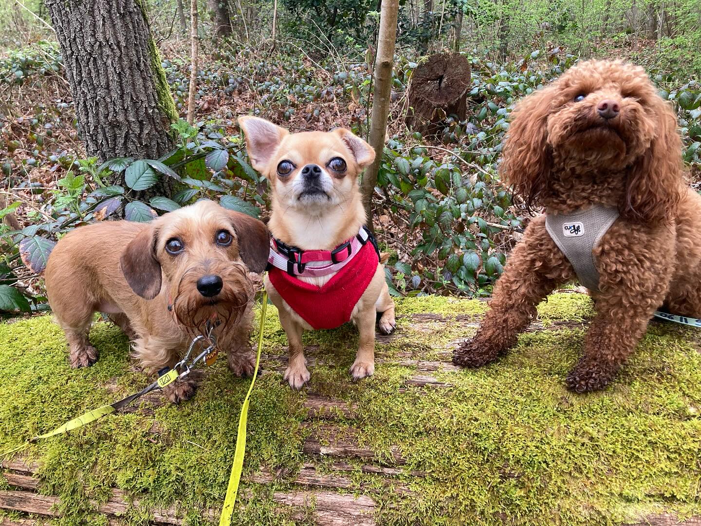 Trio de choc Rita, Tara et Romy🥰🐕🌳