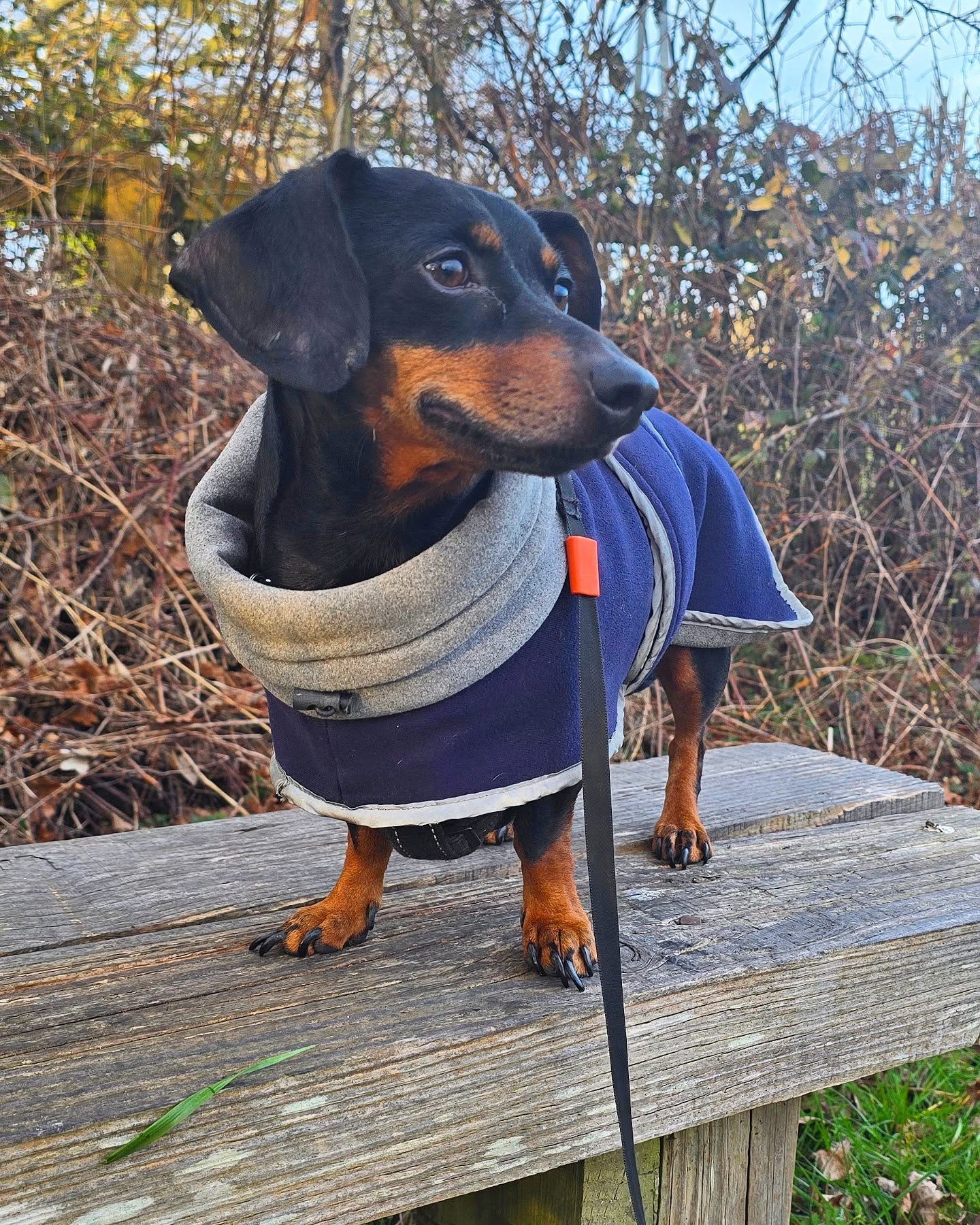 3 Day Sitting for little Poppy the dachshund 🖤🤎
#dachshund #dachshundoftheday #dachshundsofinstagram #cute #dog #picoftheday #photooftheday #dogoftheday #dogtrainer #dogwalker #dogsitter #doglover #wigglewaggles #dogsofinstagram