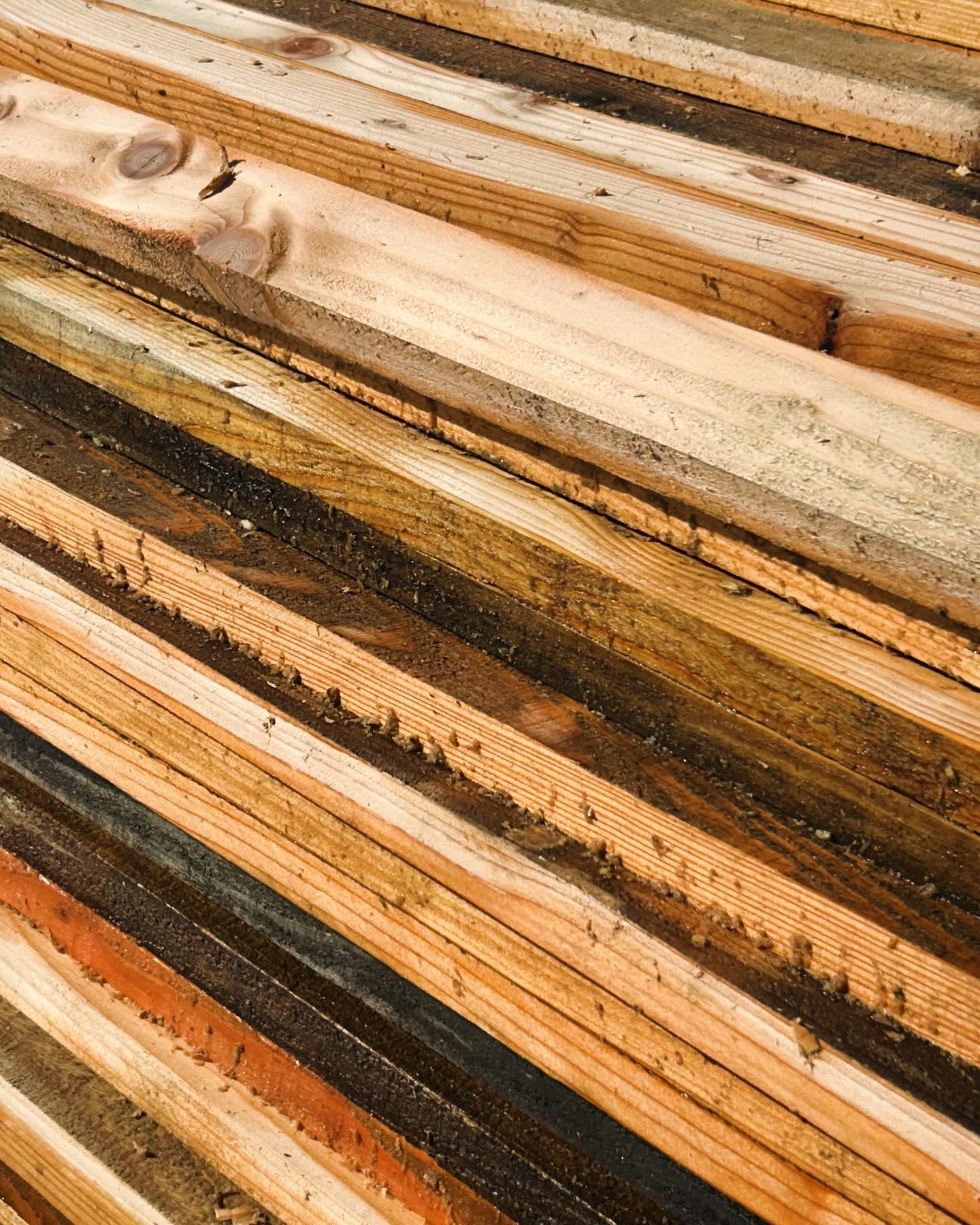 STUDIO UPDATE / On goes the Larch! @callanderlandscapes