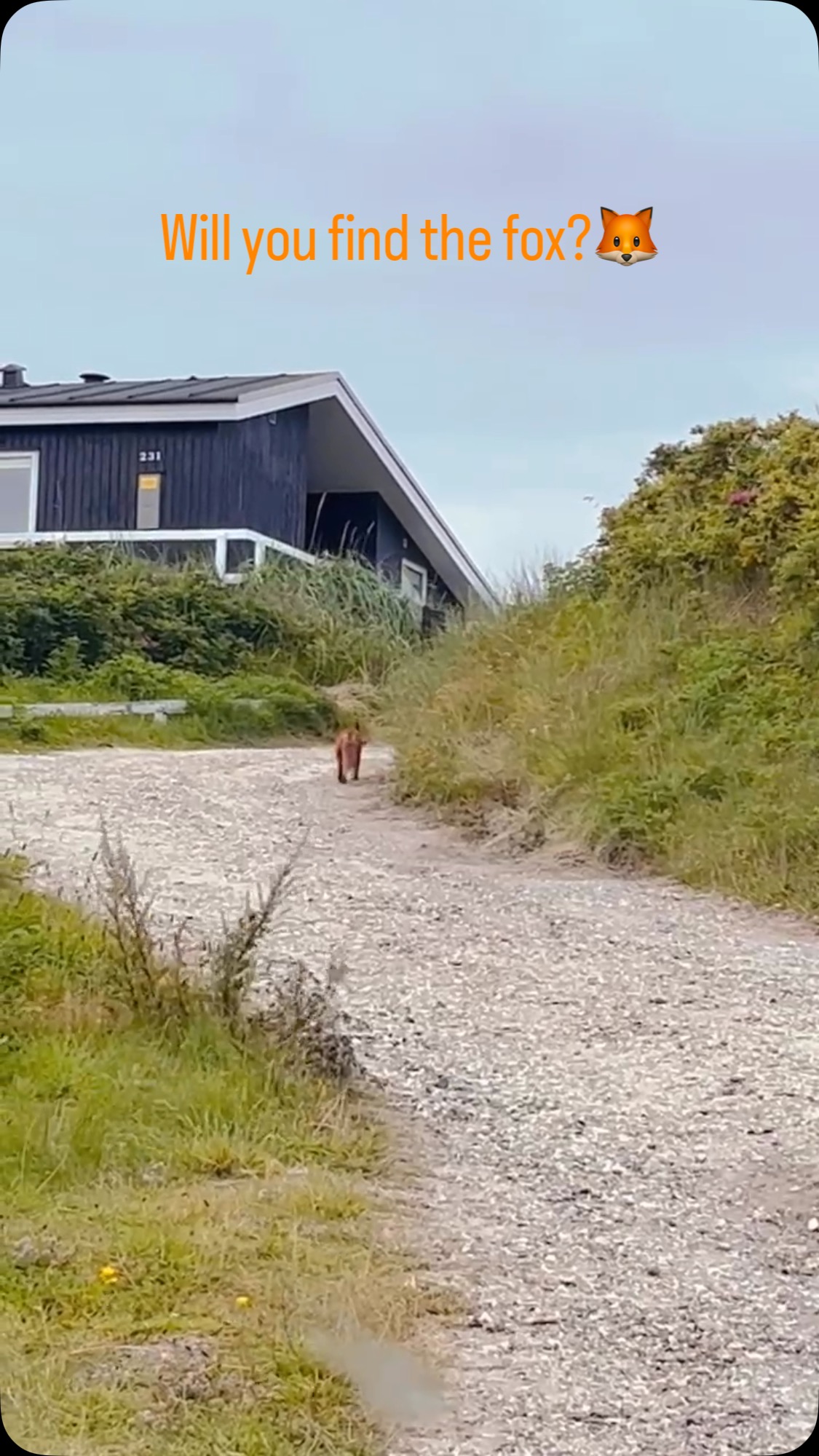 The fox, a sharp-witted rebel, taunts and evades with ease. It blends into thick undergrowth, prowls city edges, and holes up in dark bunkers. Will you corner this elusive trickster when summer strikes, or will it slip through your grasp once more?