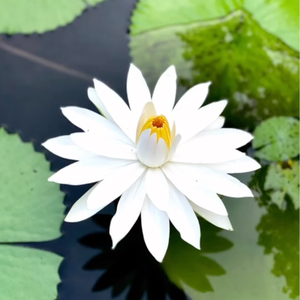 Parfois nous avons besoin de nous relier à un symbole visuel, inspirant et profond pour nous guider et nous soutenir dans nos pratiques!
🪷Le lotus est l’un des symboles les plus puissants et sacrés dans le yoga ( et les sagesses asiatiques).
Il représente la transformation intérieure, la croissance spirituelle, la beauté née de l’épreuve, et la pureté de l’âme.
Vous pouvez le dessiner, le visualiser, l’incarner, l’habiter. Il vous guidera vers la lumière 💡 🪷
François Cheng écrit:
“Le lotus, ami des eaux dormantes, plonge ses racines dans la fange. Le bel élan de ses tiges porteuses de larges feuilles évidées comme des coupes, la carnation lumineuse de ses fleurs ne laissent rien soupçonner de cette origine innommable.
Ainsi incarne-t-il aux yeux des Chinois la pureté triomphante, qui transmue comme par enchantement la boue en fleurs.”
François Cheng
🪷📸 @mariediane.meissirel 🙏
#lotus #symbolisme #inspirationyoga #transformationinterieure #sagesse #yoga4all #lotusflower #renaissance #croissancespirituelle