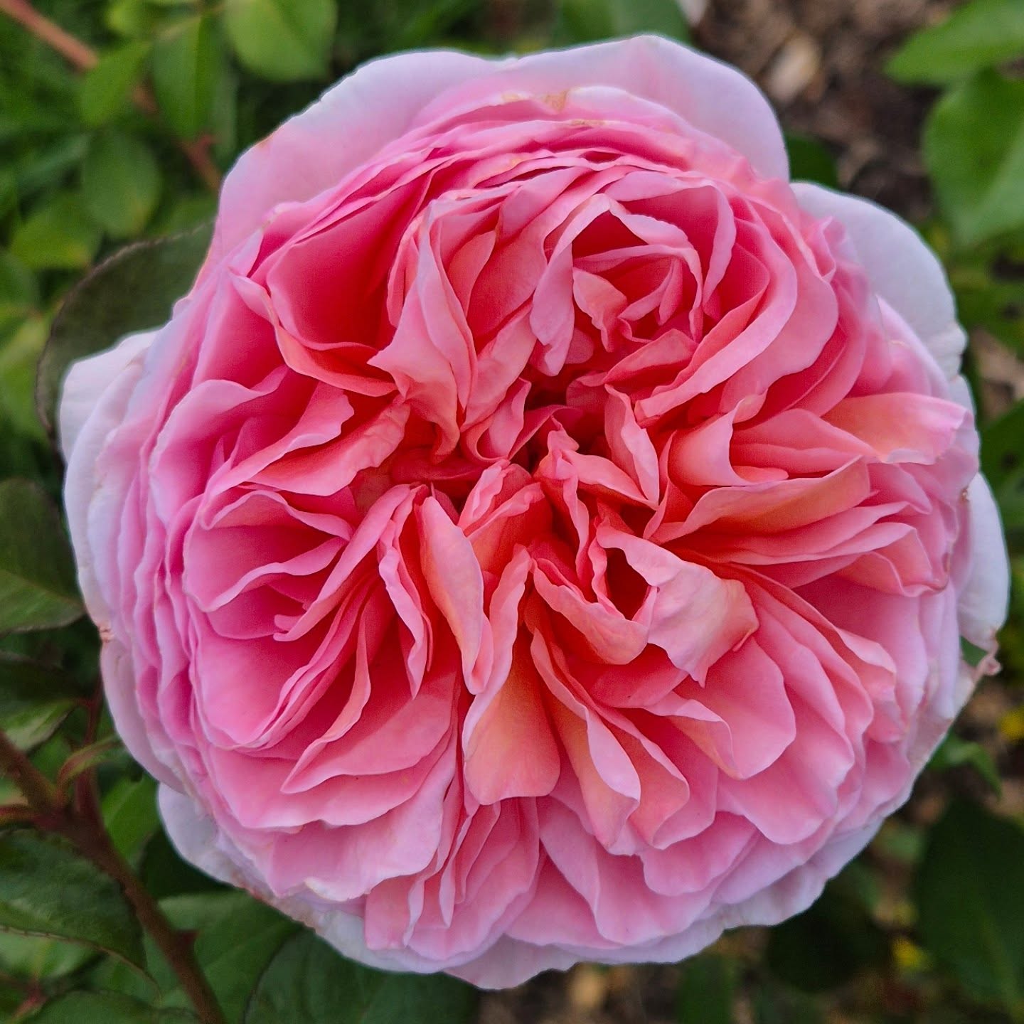 The year is flying by with 7mths to go until our 2025 Rotorua Festival of Gardens! Exciting!
#rotorua #rotoruagardenfestival #rotoruagardens