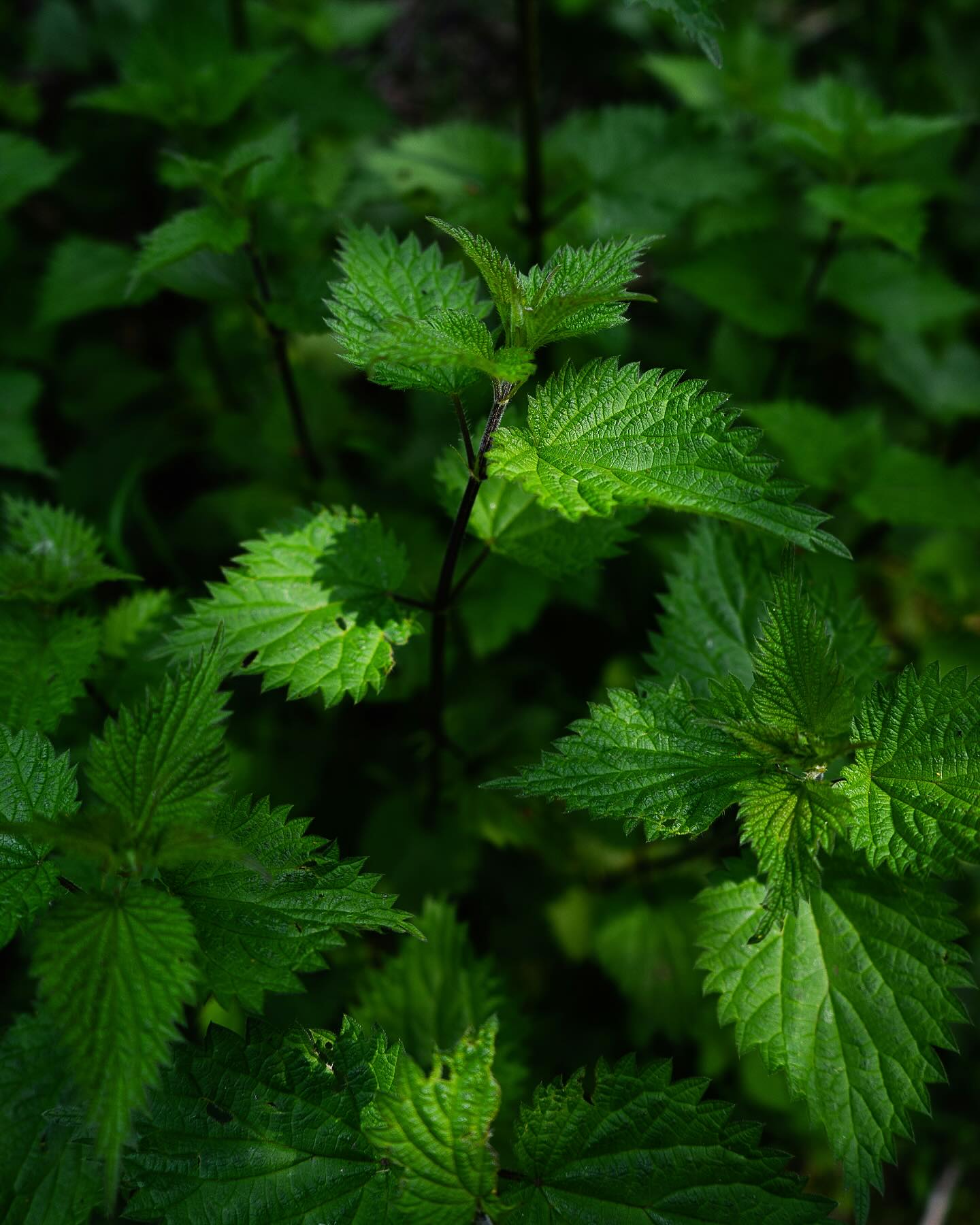 SUPERFOOD Brennessel 🌿
Die Brennessel wird unterschätzt, denn sie bietet unglaublich viele gesundheitliche Vorteile!
- super entgiftend und entschlackend
- ist eiweissreich, enthält Eisen, Magnesium, Kalzium, Vit C und A
- hilft bei Haarausfall und Hautproblemen
- hilft bei rheumatischen Erkrankungen
- toller Immunbooster
Ich empfehle eine Kur von 4-6 Wochen, täglich zwei bis drei Tassen 🍵 zu trinken. Vorallem bei Frauen mit PMS Beschwerden kann es helfen, Wassereinlagerungen 💦zu vermindern und dein Eisenspiegel zu füllen.
Eisen-Tipp: lasse eine grossen Krug (1/3 getrocknete Brennesselblätter 2/3 warm Wasser) über Nacht ziehen. Das Wasser wird durch das Eisen sehr dunkel und kann am nächsten Tag als Eisen-Booster getrunken werden. Ideal zum Beispiel während der Menstruation, wenn der Eisenverlust erhöht ist 🩸
#ernährung #ernährungsberatung #ernährungsberatungzürich #psychologie #essen #essstörung #brennessel #brennesselblätter #heilpflanzen #eisen #eisenmangel #frauengesundheit #kraft #wohlfühlen #gewicht #balance #gesundeernährung #ganzheitlich