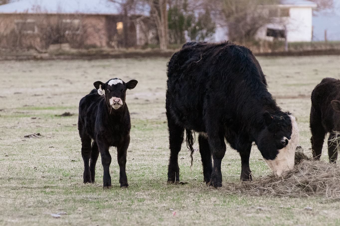 “Producers” and “processing” are words that distance the human psyche from the reality of animals bred for food. A more honest vernacular would disrupt the cognitive dissonance required to raise animals, tend to their needs - perhaps even care for them - only to send them off on a transport truck.
It’s calving season in Colorado. Along the local roads, I see newborn calves with their mothers - a stark contrast to dairy farms, where calves are swiftly taken away so humans can consume their mothers’ milk. On ranches where cows are raised for beef, the young ones will likely stay to replace the older cows, who will be sent to slaughter. And so the cycle continues.
This week, I spoke with a rancher about predator species in the area. While gray wolves have not yet reached this region, he told me that two calves were recently killed by a mountain lion. Calves are easy prey, especially at night.
The ongoing dialogue between ranchers and conservationists is fascinating, as both sides advocate for their needs and values - some even making an effort to understand the other’s perspective. But more often, ranchers see their herds as the priority, and wolves and mountain lions are vilified simply for being who they are. This settler-colonial mindset runs deep. It’s a precarious situation for all.
For now, may we appreciate the gentle nature of these calves and their mothers and hope they live the best lives possible, even as they remain caught in the system of animal agriculture.
Language shapes perception.
What if we saw them? How differently would we speak about their lives, their experiences?
✨🕯️✨
#animalphotojournalism #animalliberation #compassionforall