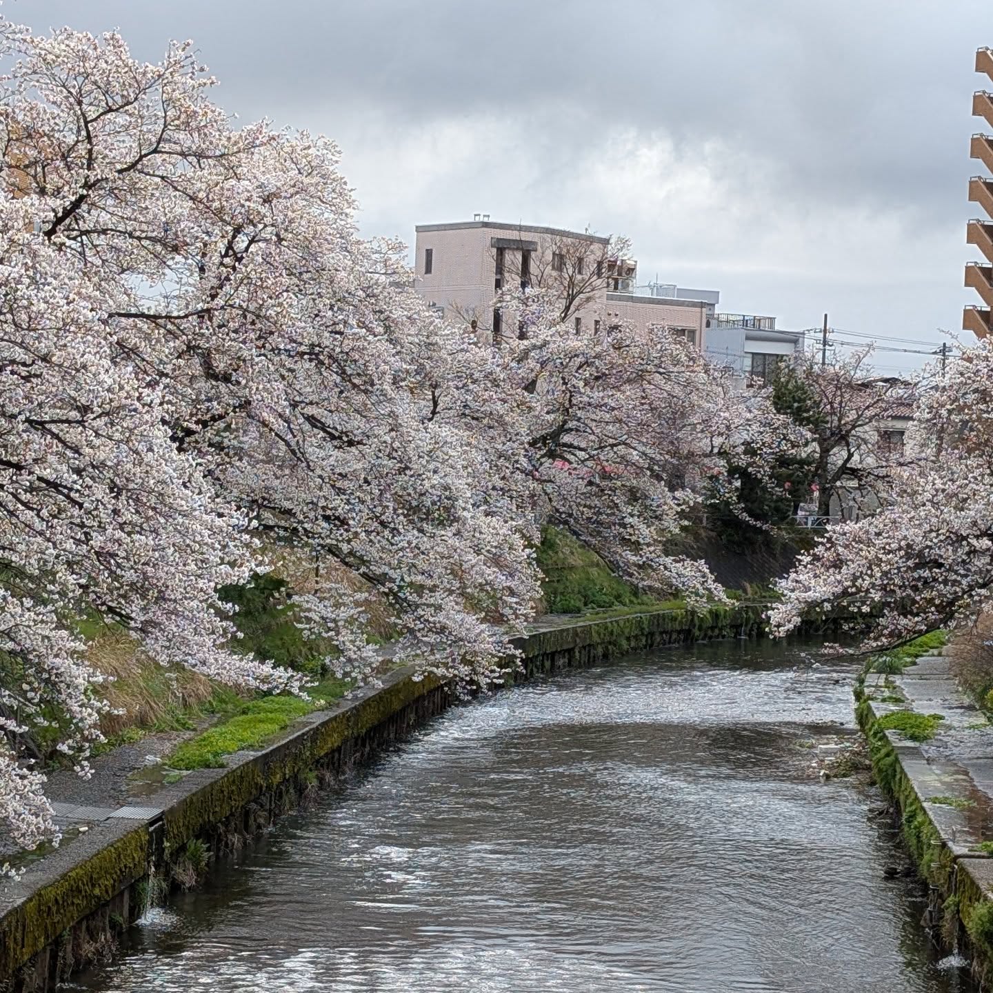 #いたち川さくら🌸花めぐり前の雪見橋から。8〜9部咲き。