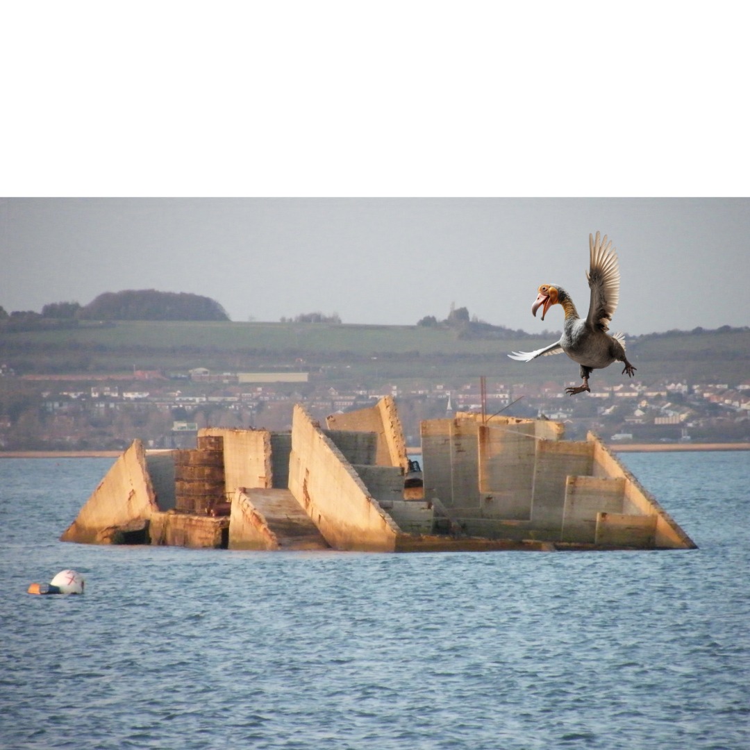 BREAKING: A once-in-a-lifetime sighting! 🦤👀 This morning, our team spotted a dodo soaring over the Mulberry Harbour in Langstone!
A true testament to nature’s resilience… or is it? 🤔💨 #AprilFools #ReturnOfTheDodo #langstoneharbour