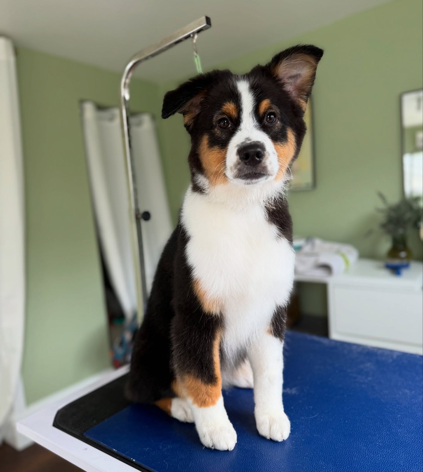 Today was an Aussie DAY!! Look at these cute smoops! 🐽
Always using @igroompetbeautycare to keep the pups looking and feeling their best. 🫧 ✂️