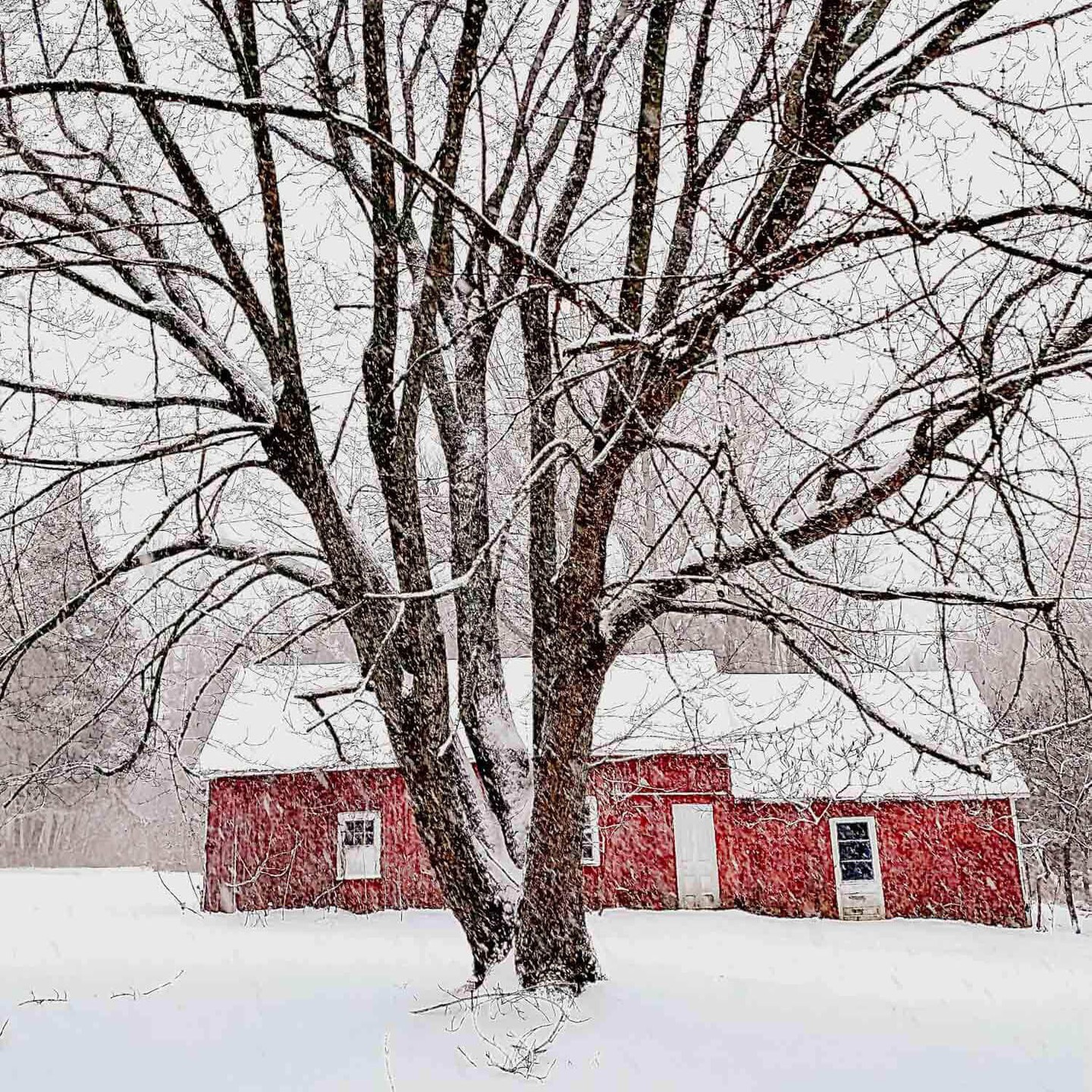 So glad it’s almost spring! But our barn is the definition of postcard-perfect. ❄️ Freshly fallen snow blankets the landscape, and the silence is pure bliss. Come experience the magic of Truehouse for yourself. ✨
#Truehouse #PrinceEdwardCounty #PEC #WinterWonderland #BarnLife #SnowyDays #CountryCharm #PECRetreats #CanadianWinter