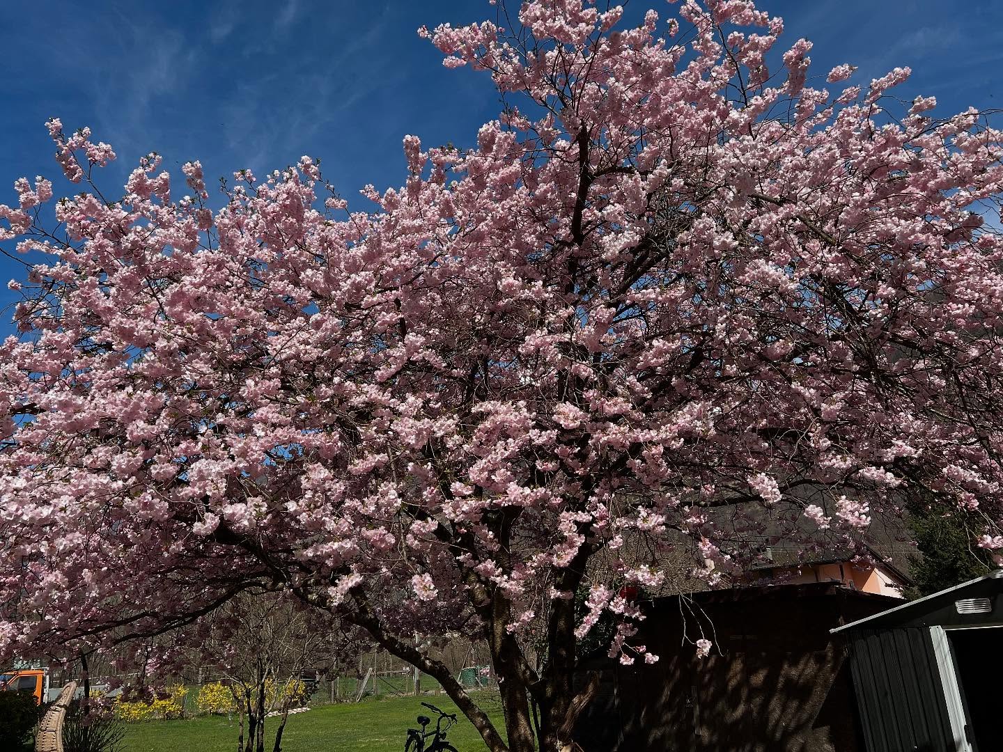 I N 🌸
B L O O M
🌱 The seeds we planted last fall at our Soul & Drum immersion day to birth a ritual drum are starting to bloom!
🗓️ In one month from today, on May 1, we will gather in Sacred Circle to complete the process of creating a ritual drum.
💎 Together with Melinda Kühn @we_are__nature guides the drum creation with the utmost respect, care and authentic devotion, we are planning a bespoke, one of a kind experience that honors each woman’s relationship with her Self and her drum..
ℹ️ No previous experience is necessary—only a wish within to remember your rhythm, to bloom into the fullness of your Self. A few spots remain…dm for inquiries or find the registration info on our website www.yestoyourself.com
#rememberyourrhythm
#drumbirthing
#sacredcircle
#ritualdrum
#womendrum
#womenretreatswitzerland
#swisswomensretreat
#drumretreat
#yestoyourself