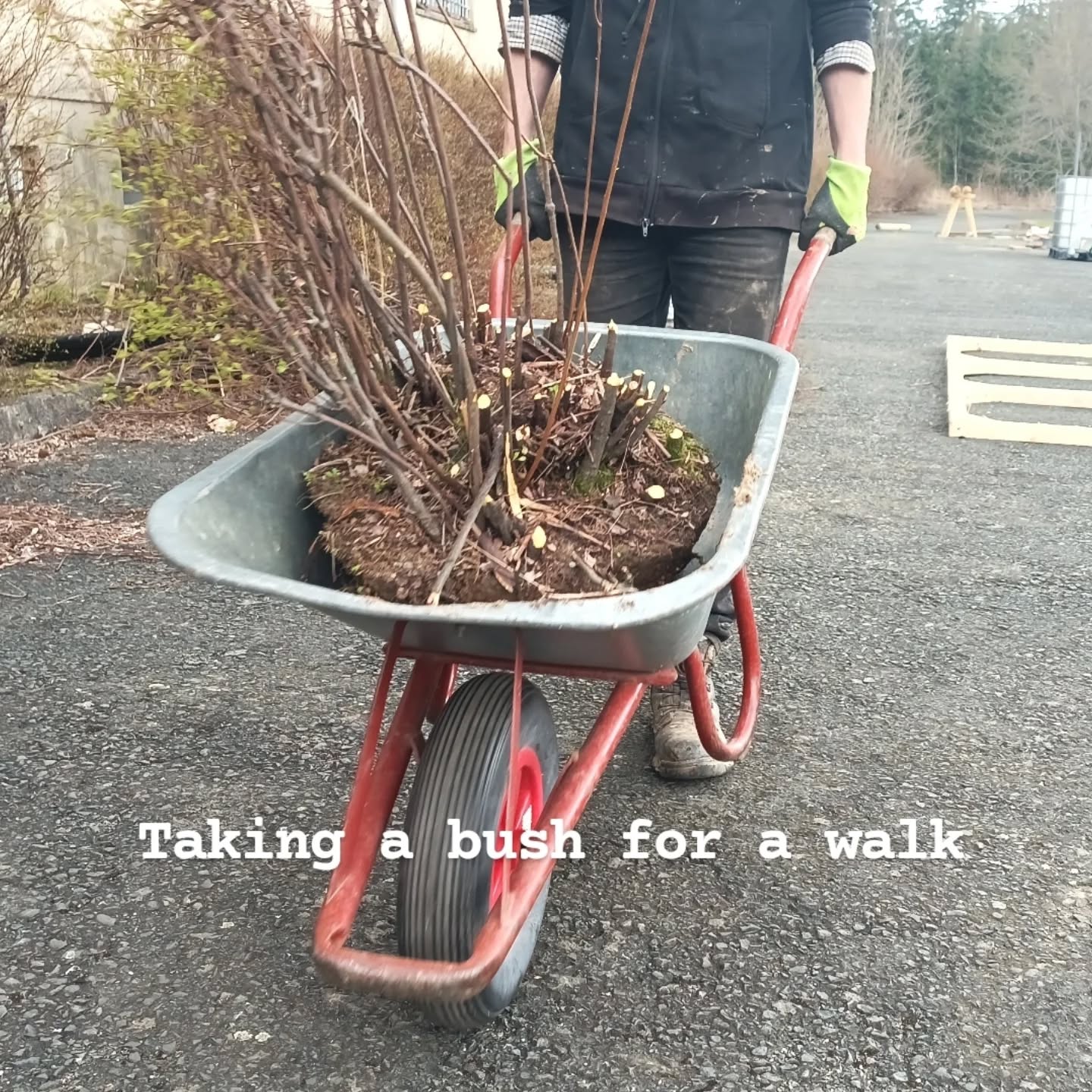 This week, I will mostly be moving bushes from one place to another.
Left here, they really do need trimming twice a year, which is a shame because they only flower on two year old wood. Moving this lot to the back of the soft fruit will provide a lovely early blooming sea of lovely little white flowers, and a great visual barrier between the barracks and the forest which we lost somewhat when they cut down around 50% of all the trees a month ago. Good for the bees, and all.
The space that they left behind is on the same wall as the future showers in the basement. I am going to mount the DIY heat exhangers here, nice and close to where the hot water will be used, and in glorious full sunlight all day long.