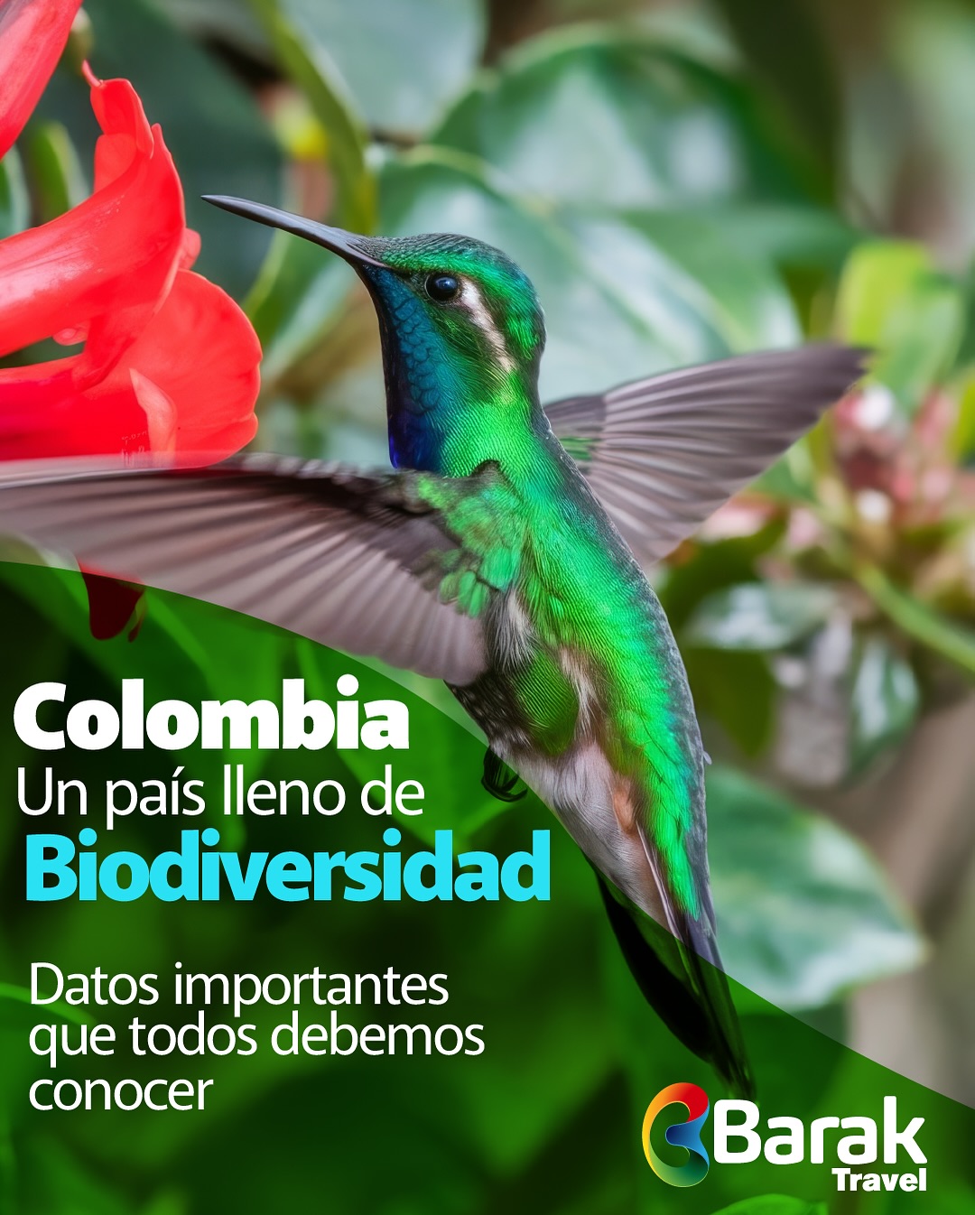🌎✨ ¡Colombia es una joya natural que el mundo debe conocer!
¿Sabías que somos potencia en biodiversidad? 🐾💚
Aquí te dejamos 5 datos que demuestran por qué nuestro país es un paraíso de vida. 🌿🇨🇴
🦜 Aves, 🐸 anfibios, 🐍 reptiles, 🦋 mariposas y más... ¡Estamos llenos de colores, sonidos y especies únicas!
🌱 En Barak Travel, estamos comprometidos con el cuidado del medio ambiente y la protección de la biodiversidad en Colombia. 💚 ¡Creemos en un turismo responsable y consciente!
💬 ¿Cuál de estos datos te sorprendió más? ¡Cuéntanos en los comentarios!
#BarakTravel #BiodiversidadColombiana #ColombiaNatural #AmamosLaVida #TesoroNatural #ColombiaMegadiversa #TurismoResponsable #CuidemosElPlaneta #VidaSilvestre #EcoConciencia #AmorPorLaNaturaleza