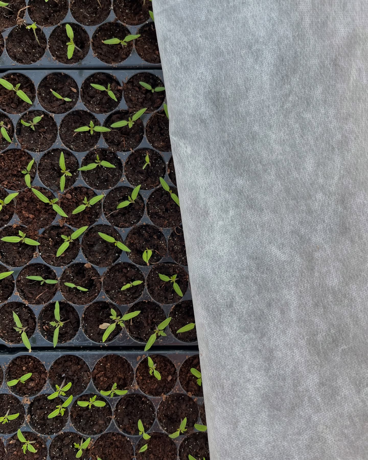 🌱 Predpredaj paradajkových priesad spustený! 🍅
Chcete si v lete pochutnať na šťavnatých, domácich paradajkách? Nezmeškajte svoju šancu a objednajte si kvalitné priesady už teraz!
🍅Viac ako 40 odrôd - od klasiky po exotiku!
📦 Cena boxu ostáva nezmenená – len 20 €
🎁 Špeciálna akcia: Pri kúpe 4 boxov dostanete 1 ZADARMO!
Rezervujte si svoje priesady ešte dnes a zabezpečte si bohatú úrodu!
#paradajky #domaceparadajky #priesady #sadenie #zahrada #biozelenina #zdravojem #mojazahrada #paradajkovasezona #slovensko #gardening #vegetablegarden #rastiemesi #ekoagro #farmarsketrhy