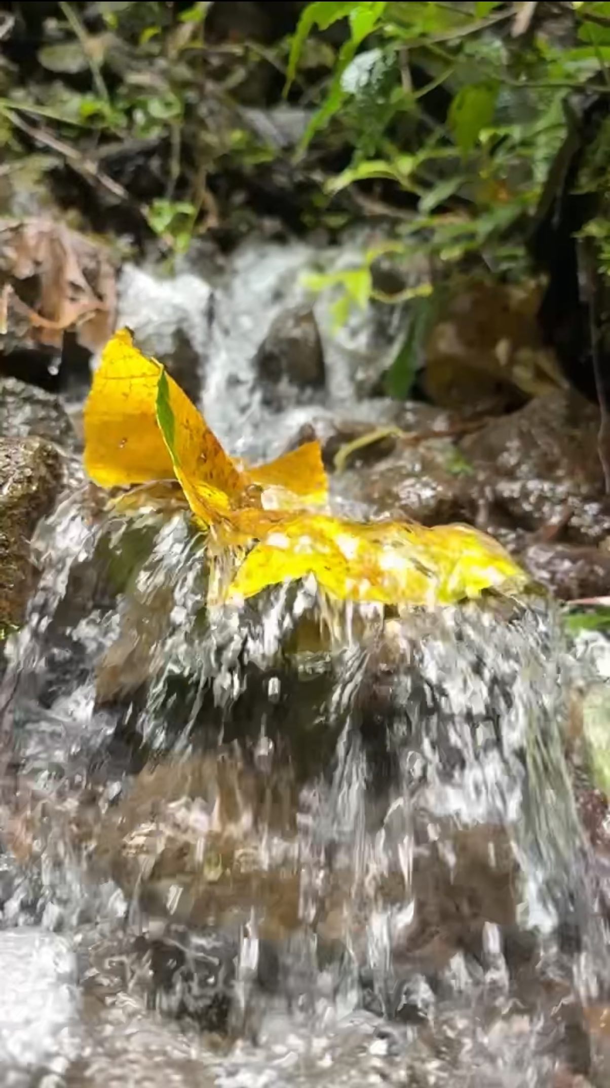 We sometimes spend so much energy gripping tightly—plans, expectations, old stories, control. But there’s clarity in release. Like the waterfall, there’s strength in surrender, in trusting gravity to carry what no longer needs holding.
I sometimes want to do so much on trips—knowing how much there is to see, do, and experience.
But on this trip to Costa Rica, I embraced the slower pace. The dynamics of traveling with a bigger group. I stopped trying to squeeze the most out of every moment—and just let it be. Let myself get swept away in the tranquilo vibe…
And it was magical. ✨
What’s one small thing you could let go of today?
#lettingitgo #mindfultravel #waterfalllovers #slowtravel #mentalhealthbreak #costaricagram #worldschooling #naturetherapy #puraVida