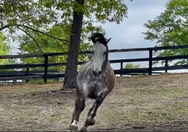 New training horse Maui came in over the weekend from Colorado. He is a young Lippizan gelding from a wonderful breeding program! This guy has had a fabulous start to life and I’m excited to help him and my client Melanie develop together and continue to build on that foundation!
He settled in beautifully with Manny and Macho already. This young horse is not only physically talented, but has such a wonderful personality and temperament 😊
#lippizaner #andalusian #mustang #theboys #stallion #gelding #dressagehorses #baroque