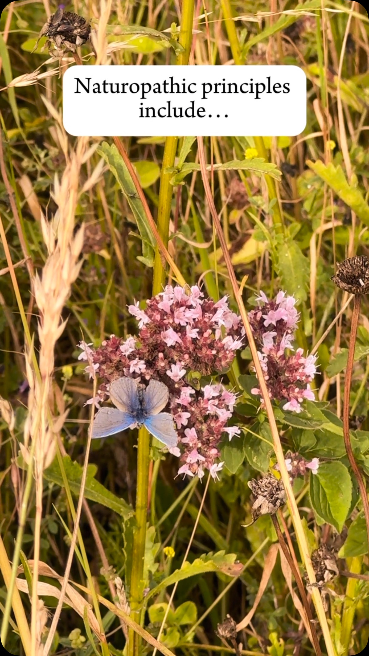 Part one of Naturopathic principles
#naturopathy #herbalmedicine #herbalremedy #natural #selfcare #naturalhealing #naturopathicprinciplesofhealing #naturopathicprinciples