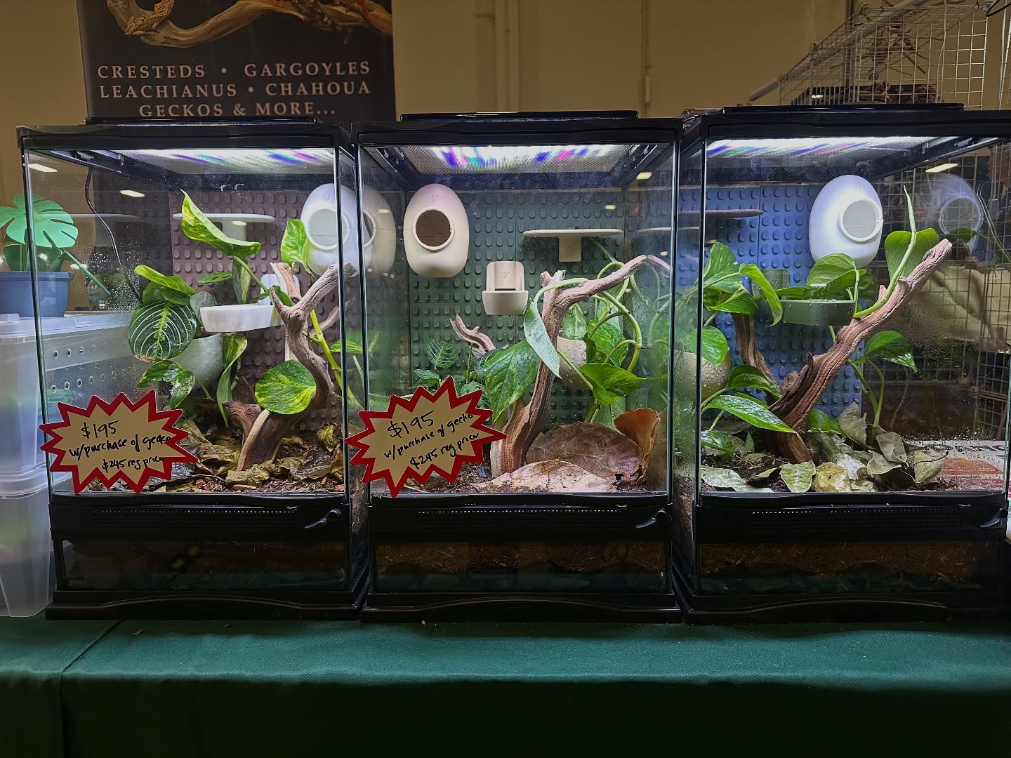 “It’s like Legos for your gecko!” Need a #bioactive setup for your #crestedgecko? Here’s a new look to spice up your gecko home. Designed by #marvelreptilesupply for the #crestedgeckocommunity